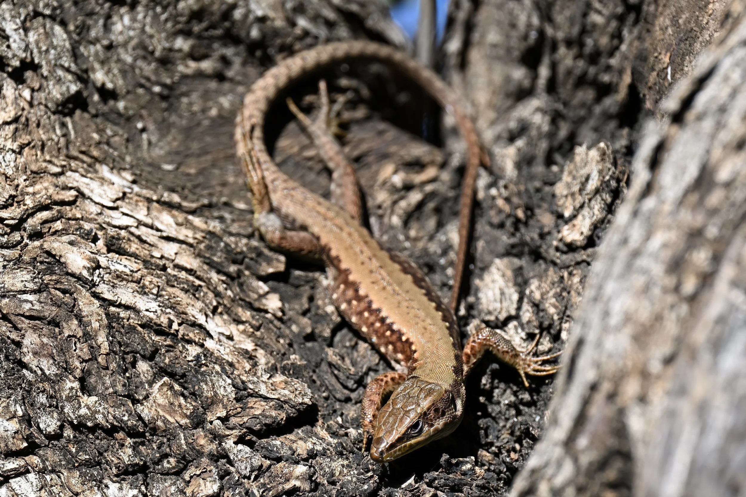 Lebanon Lizard | سحلية لبنان | Phoenicolacerta laevis