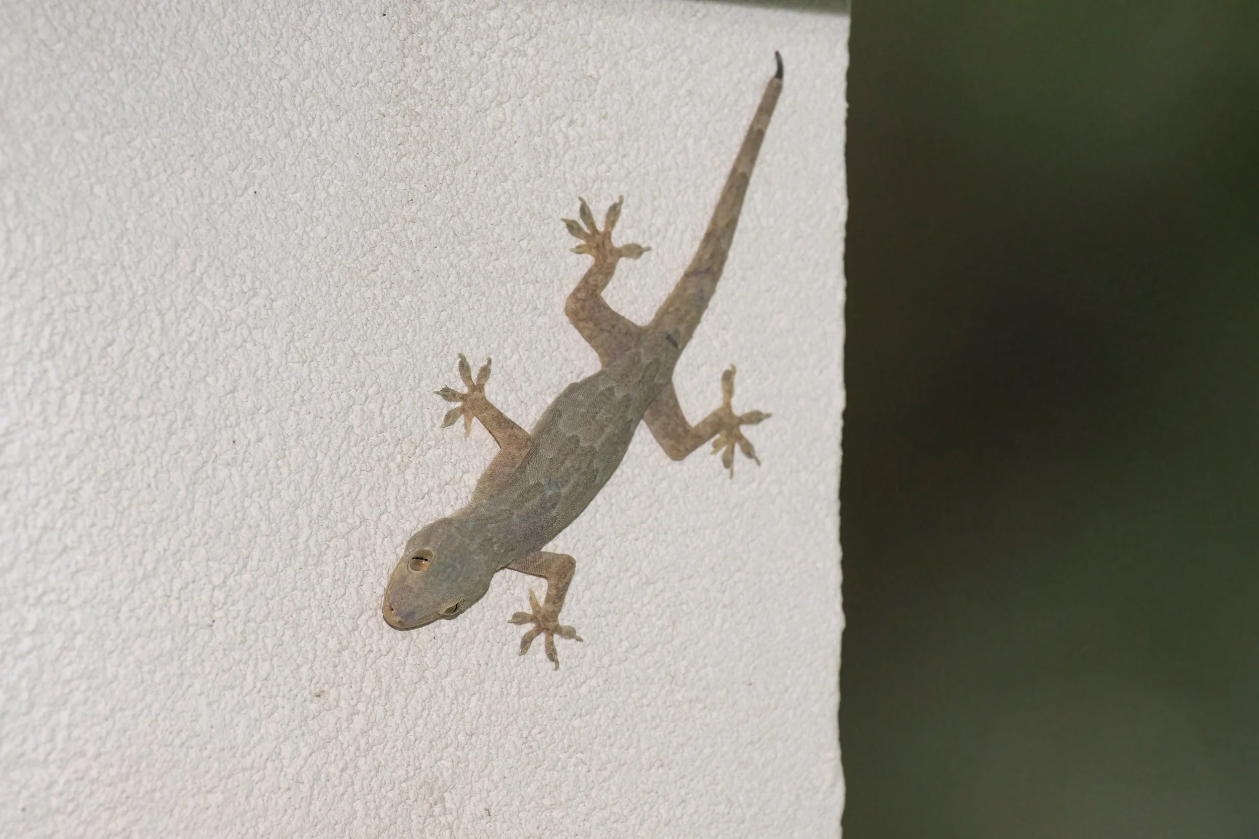 Yellow-bellied House Gecko | وزغة المنازل صفراء البطن | Hemidactylus flaviviridis