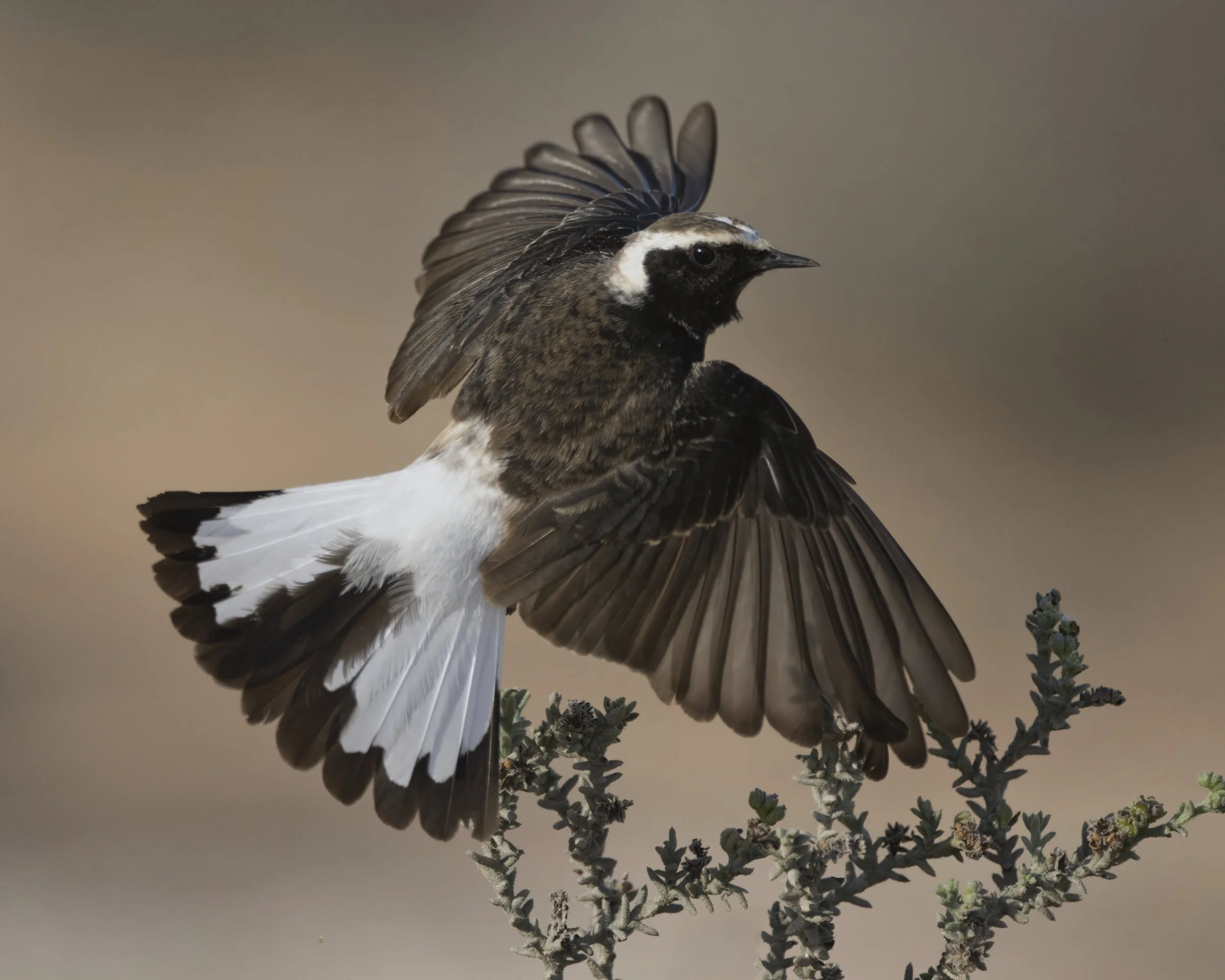 Wildlife Photography UAE