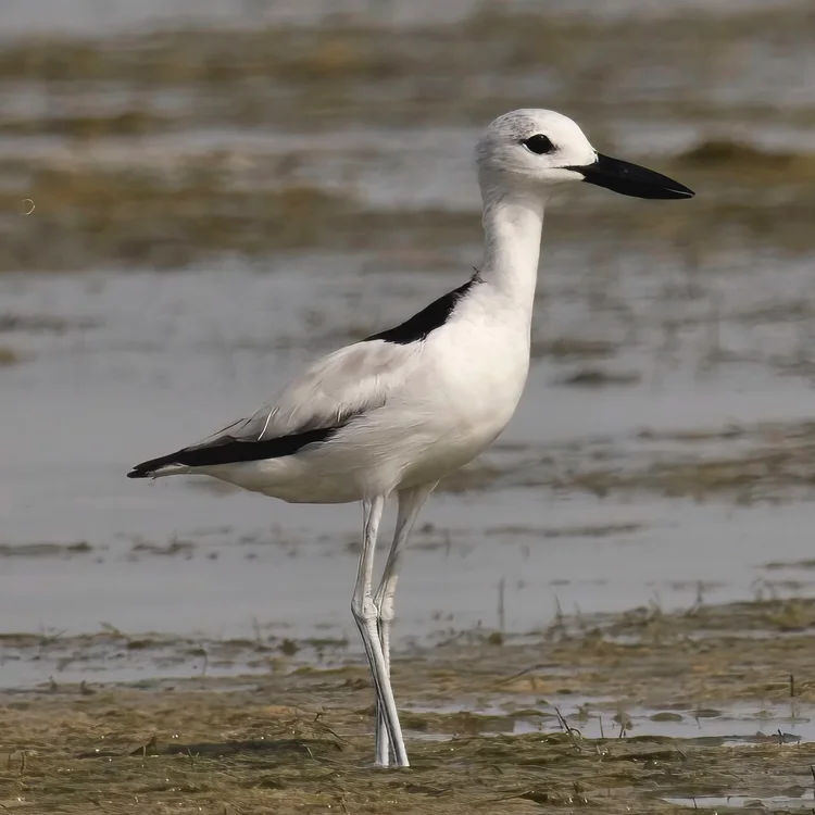 Crab-plover photographed at Beach Side, Umm Al Quwain