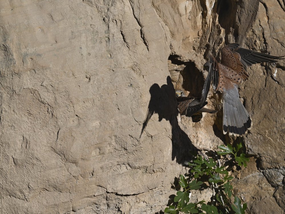 Eurasian Kestrel — Eurasian Kestrel Checking on The Family