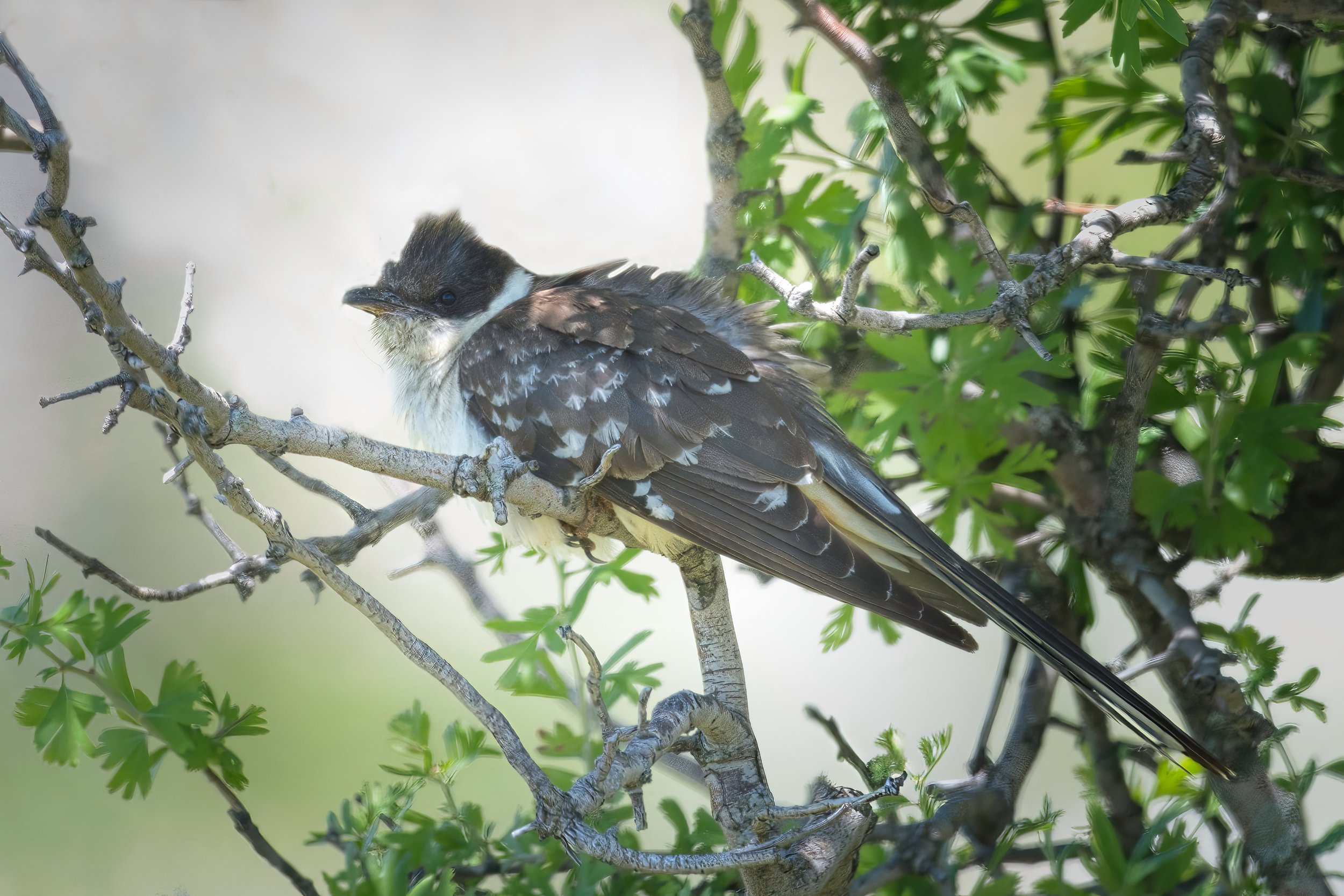Great spotted cuckoo 850_2496.jpeg