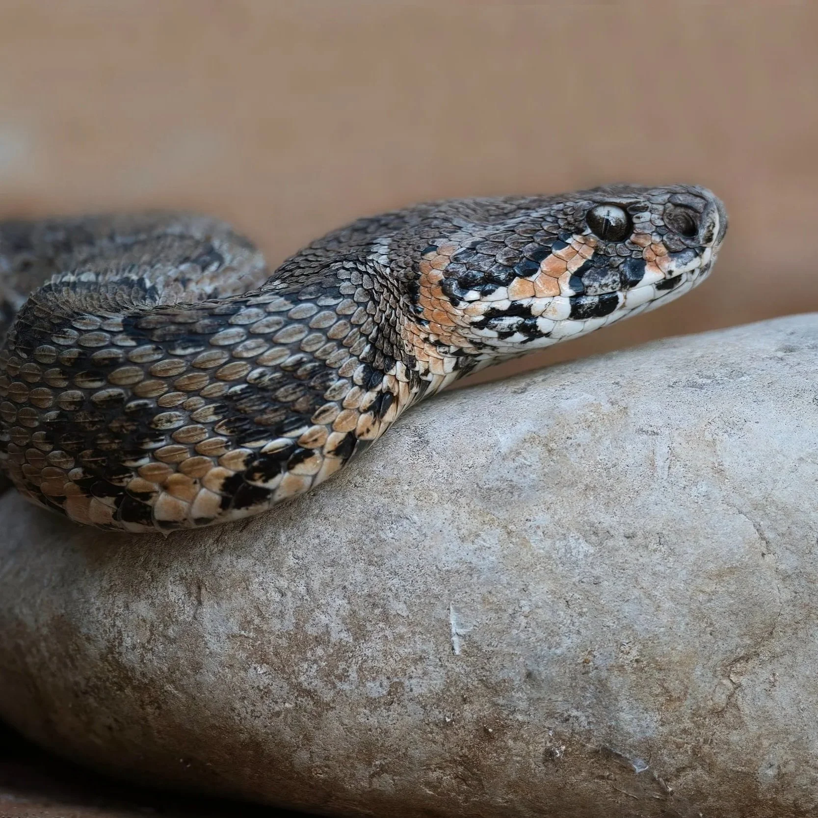 Palestine Viper (Daboia palaestinae)