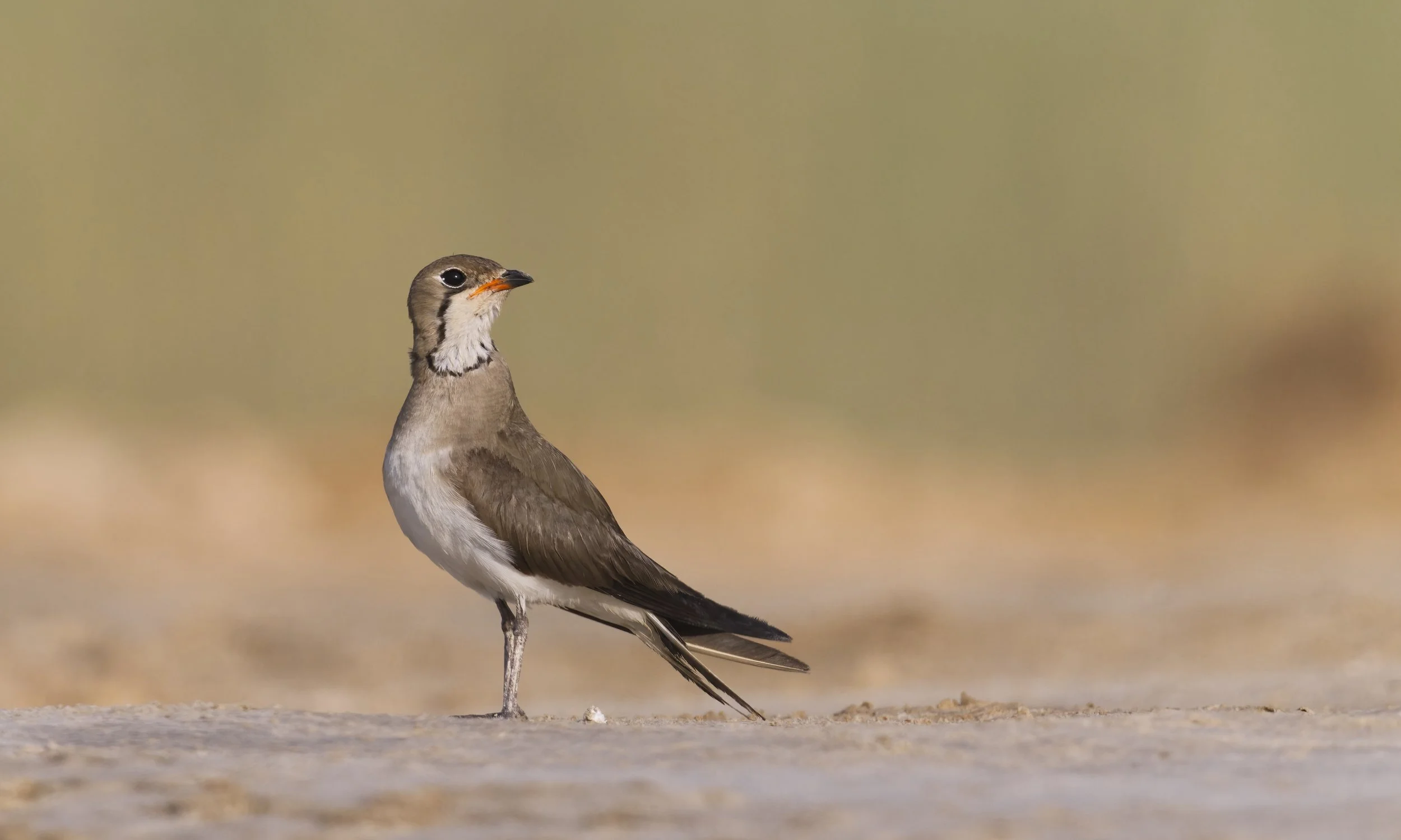Collared Pratincole standing on open ground, showing distinctive collar and slender form, wildlife canvas print
