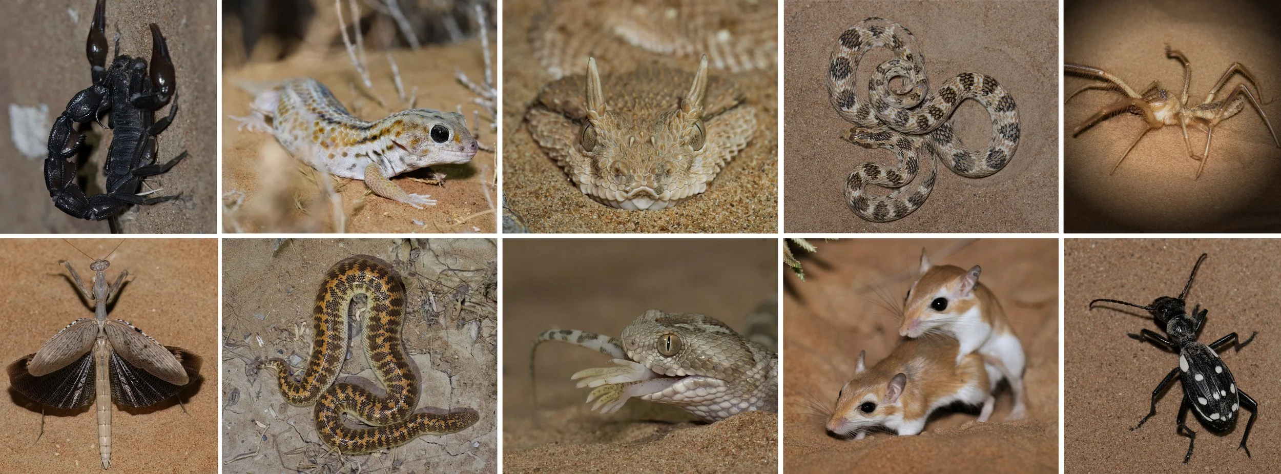 Desert Herping UAE