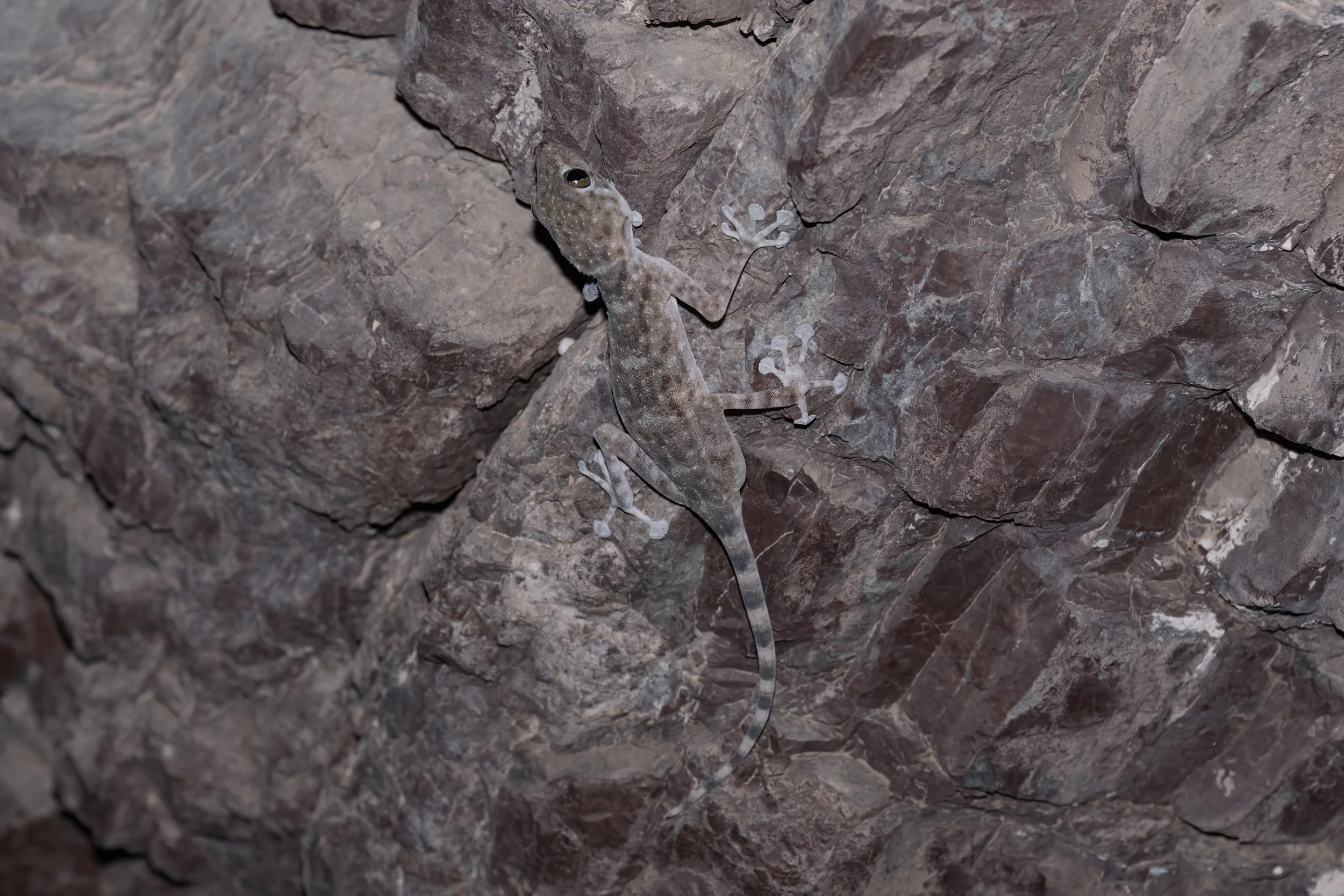 Orlov’s Fan-footed Gecko_Z091405.jpeg