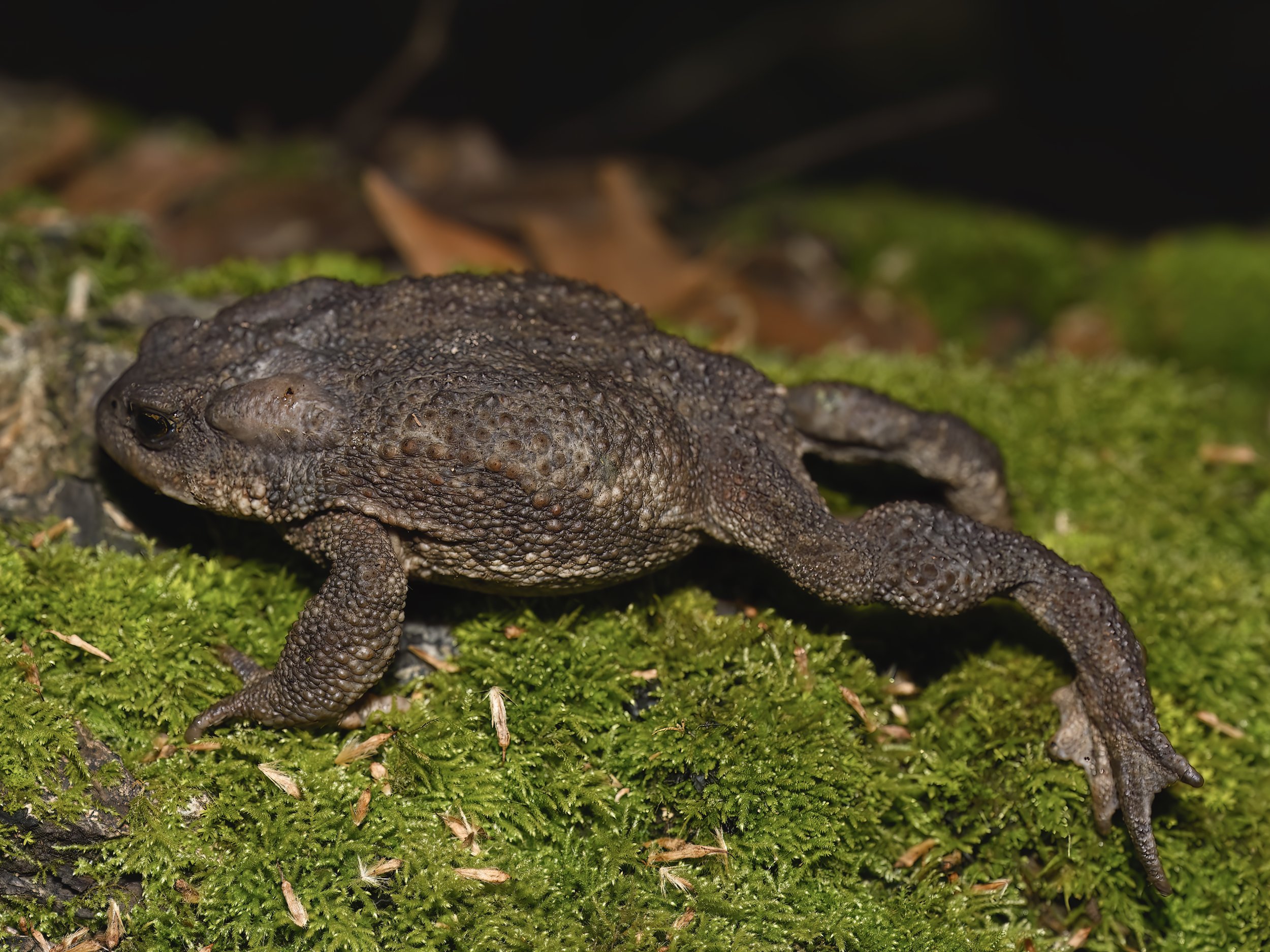 Toad Lebanon