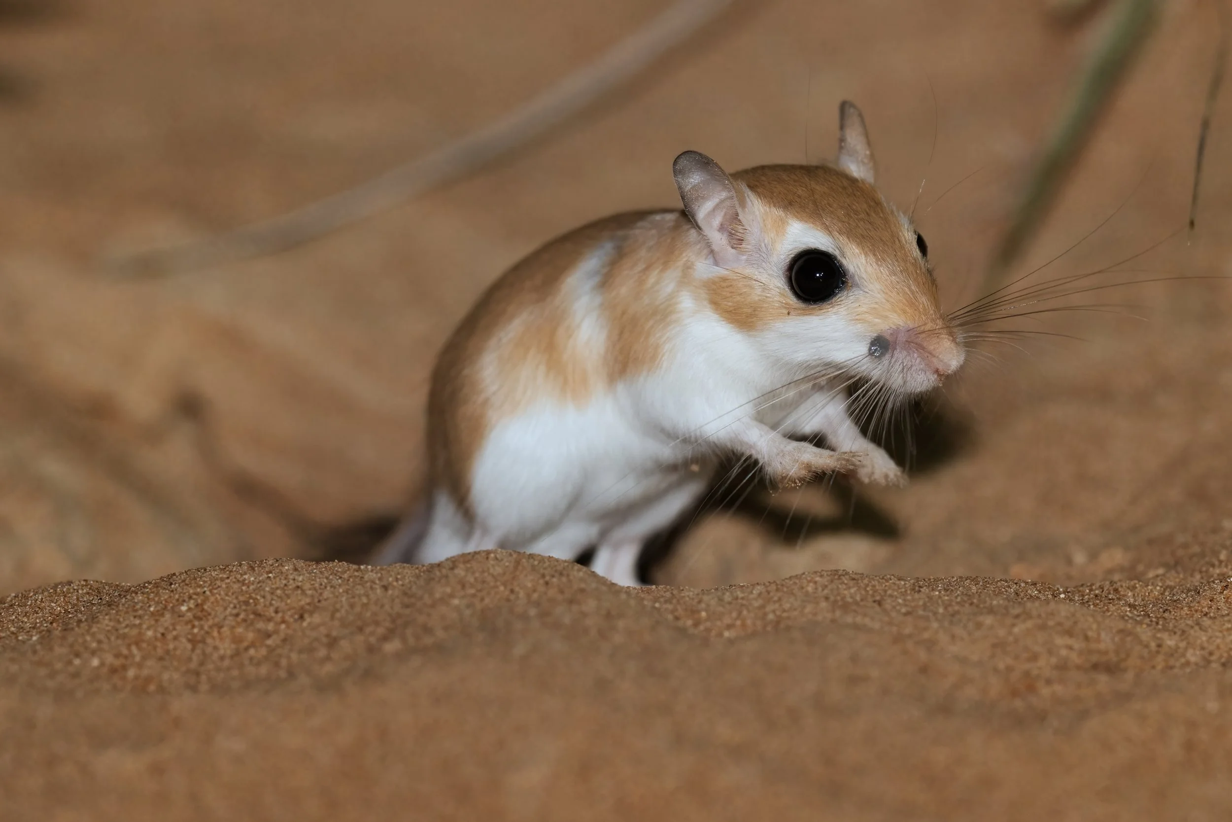 A small rodent, likely a gerbil, with brown and white fur, large black eyes, and prominent whiskers, standing on sandy ground.