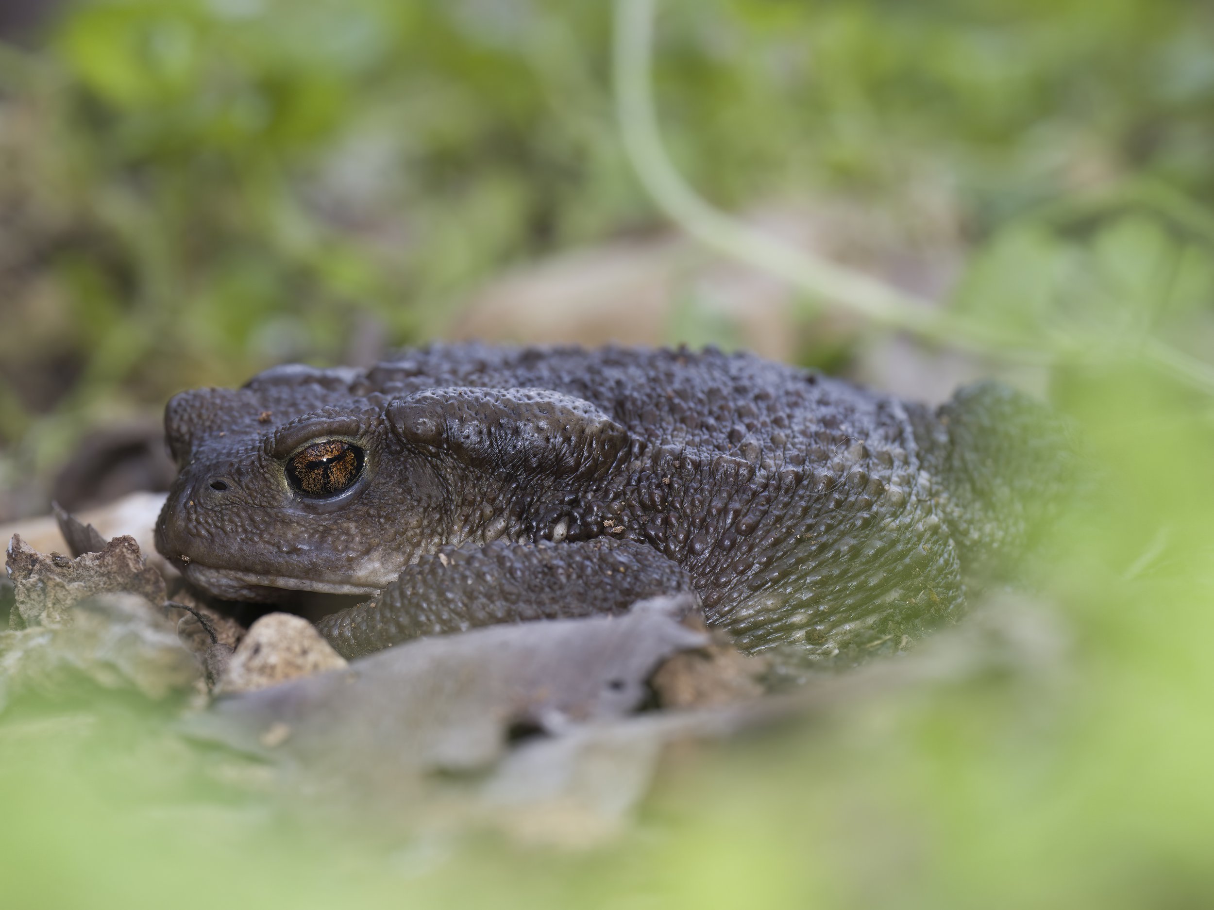 Toads Lebanon