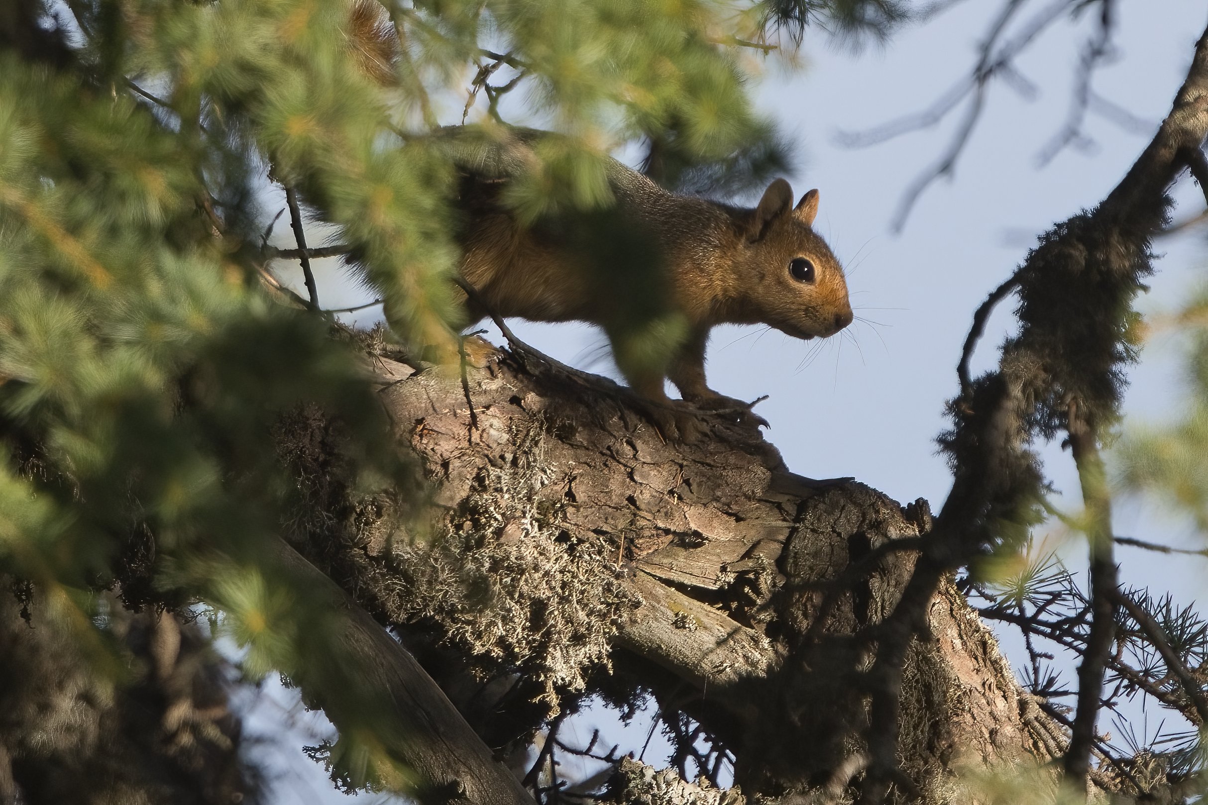 Horsh Ehden National reserve
