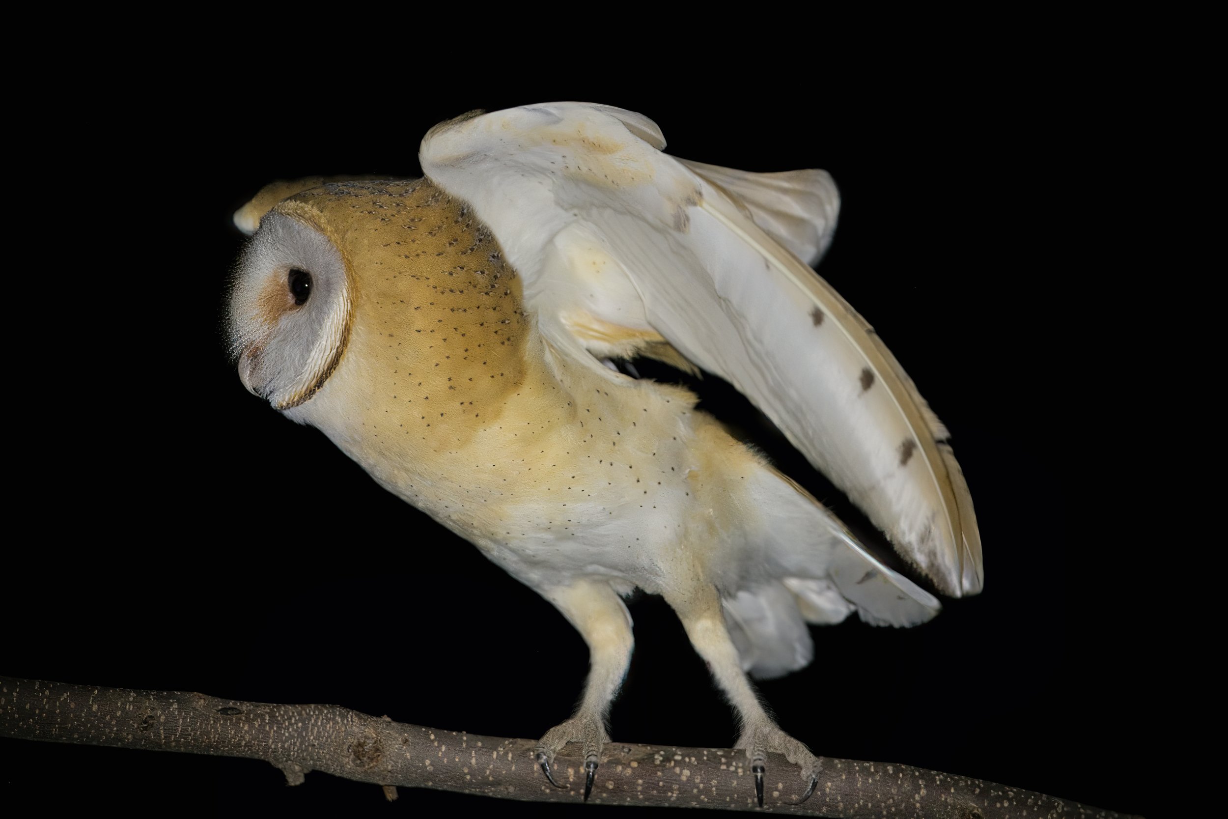 Barn Owl (Tyto alba) taking off