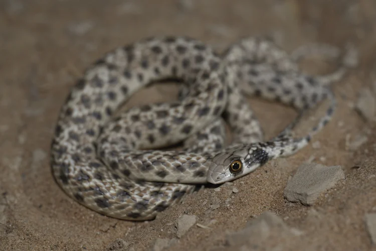 Moila Snake