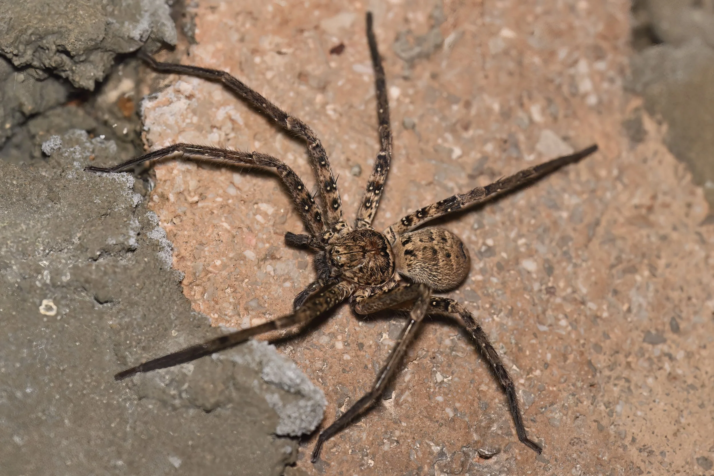 Z09_9549_Huntsman spider.jpeg