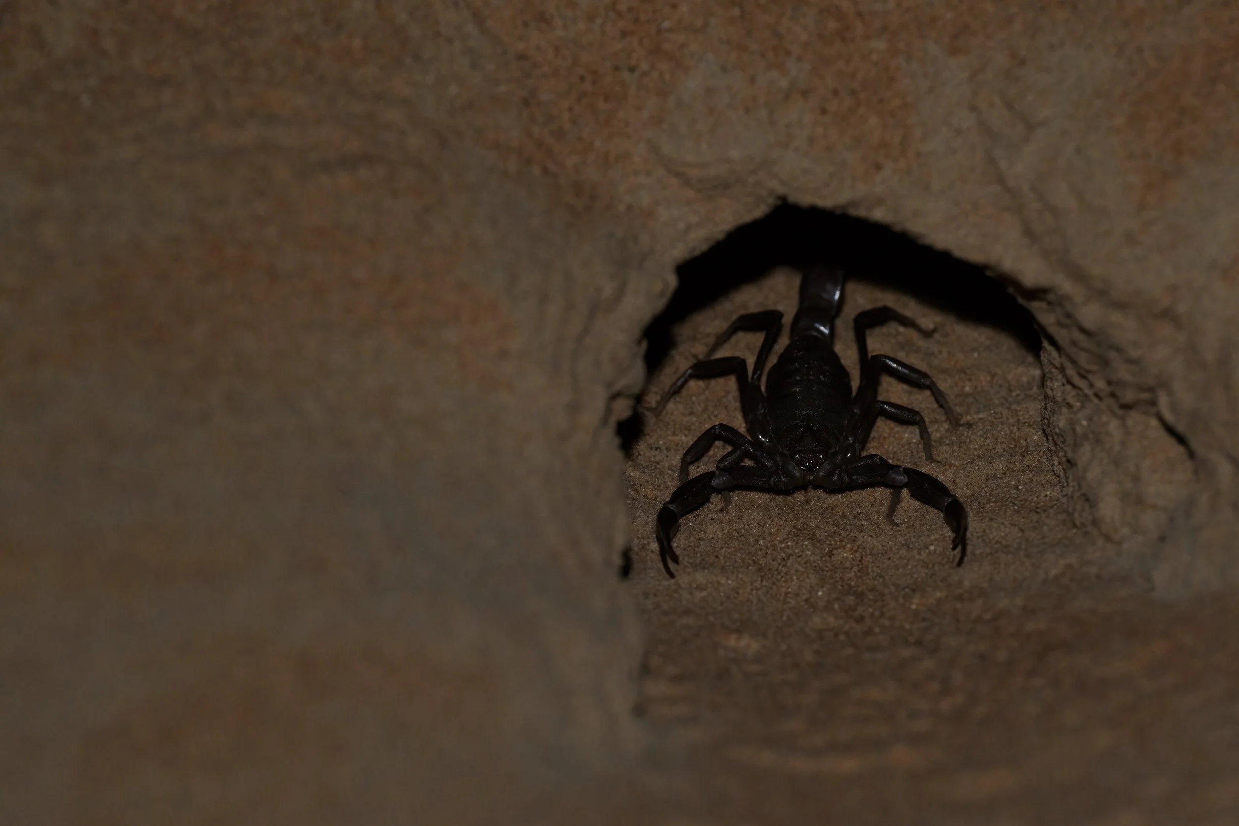 Arabian Fat-tailed Scorpion