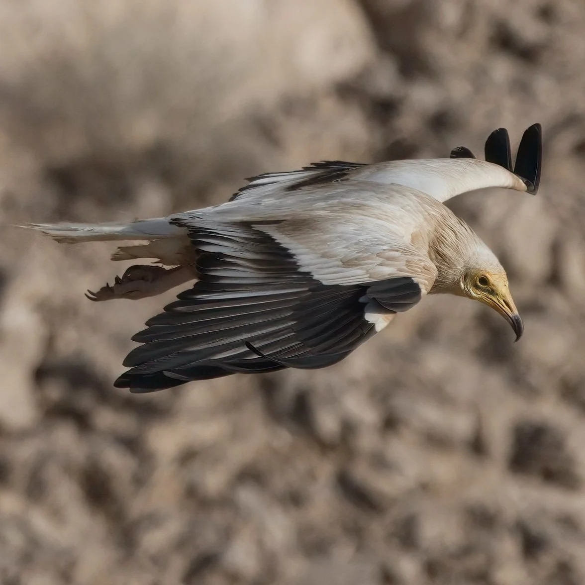 Egyptian Vulture / Neophron percnopterus