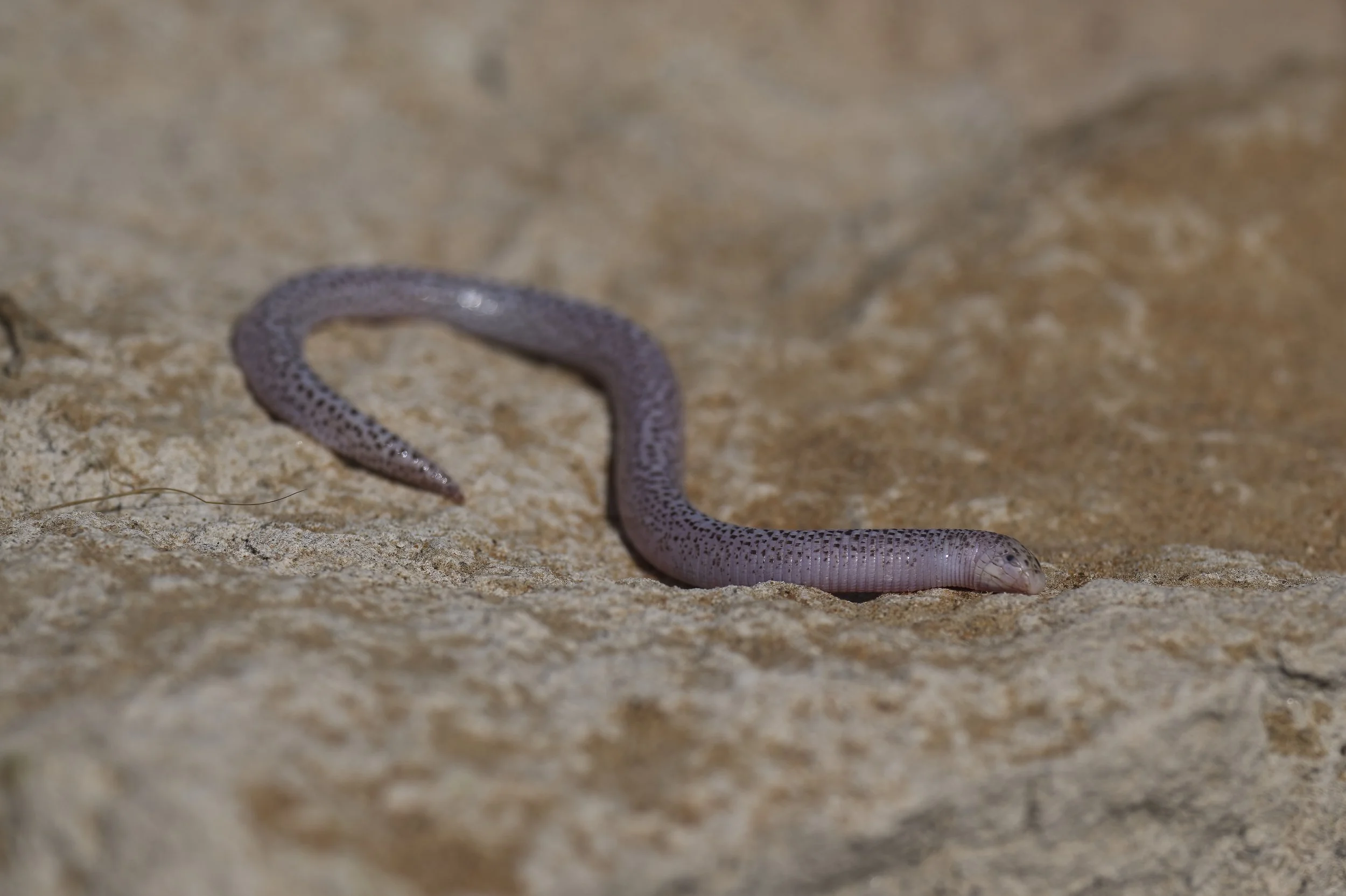 Herping Trips in UAE