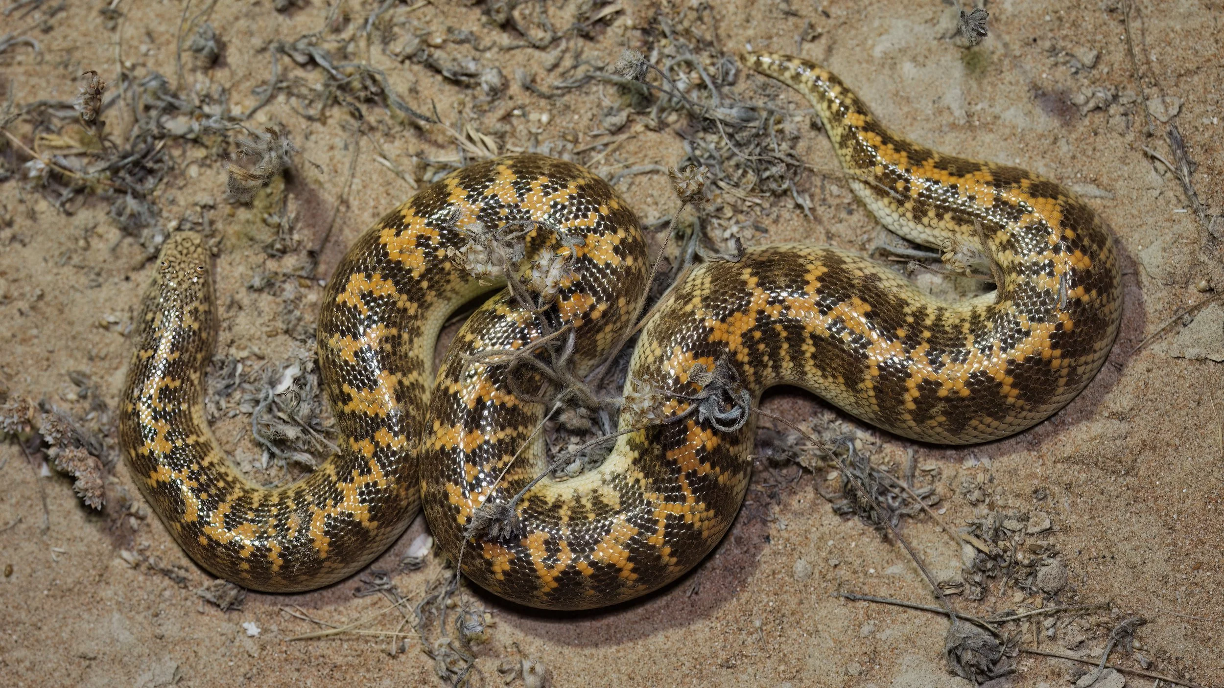Arabian Sand Boa_Z090703.jpeg