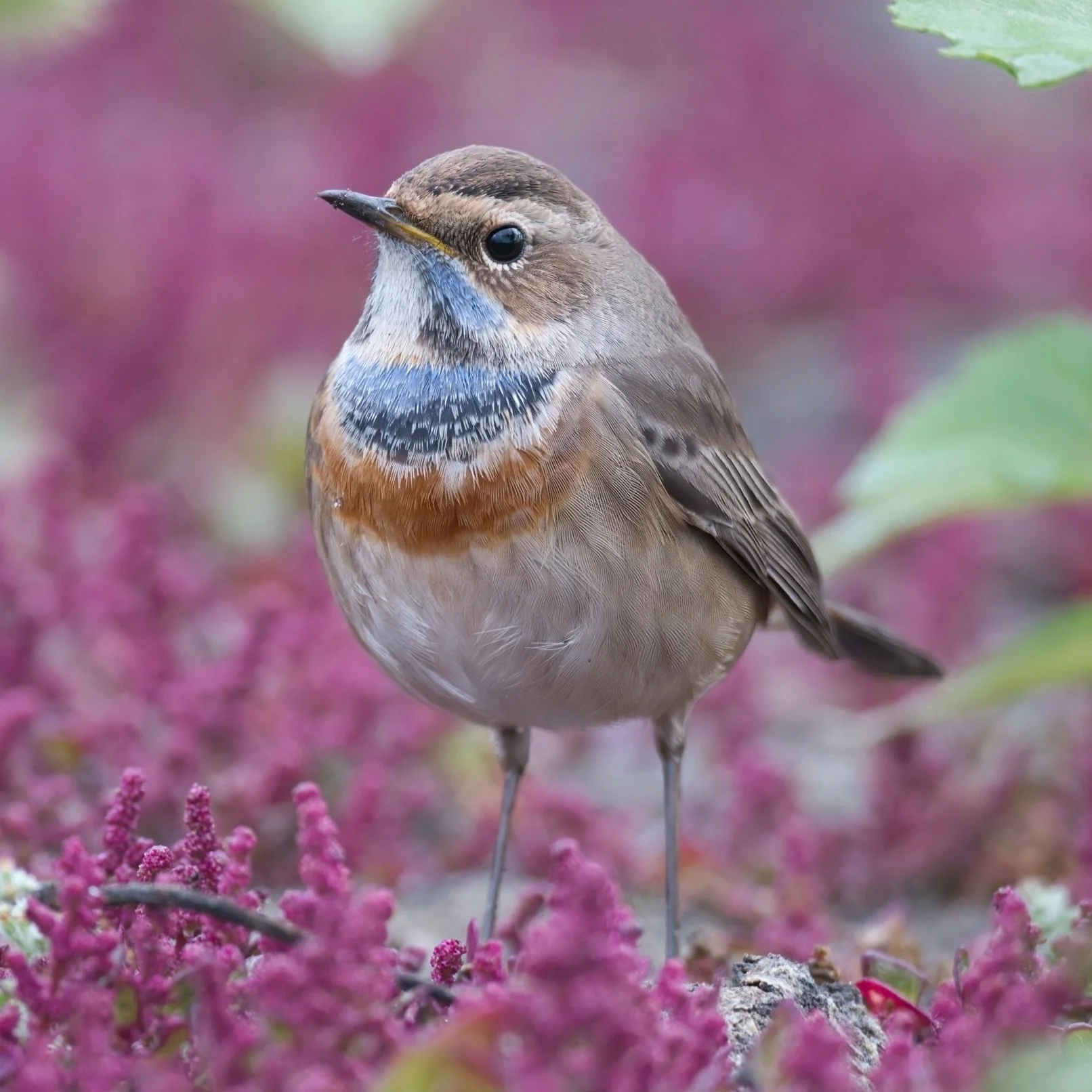Bluethroat (Luscinia svecica)