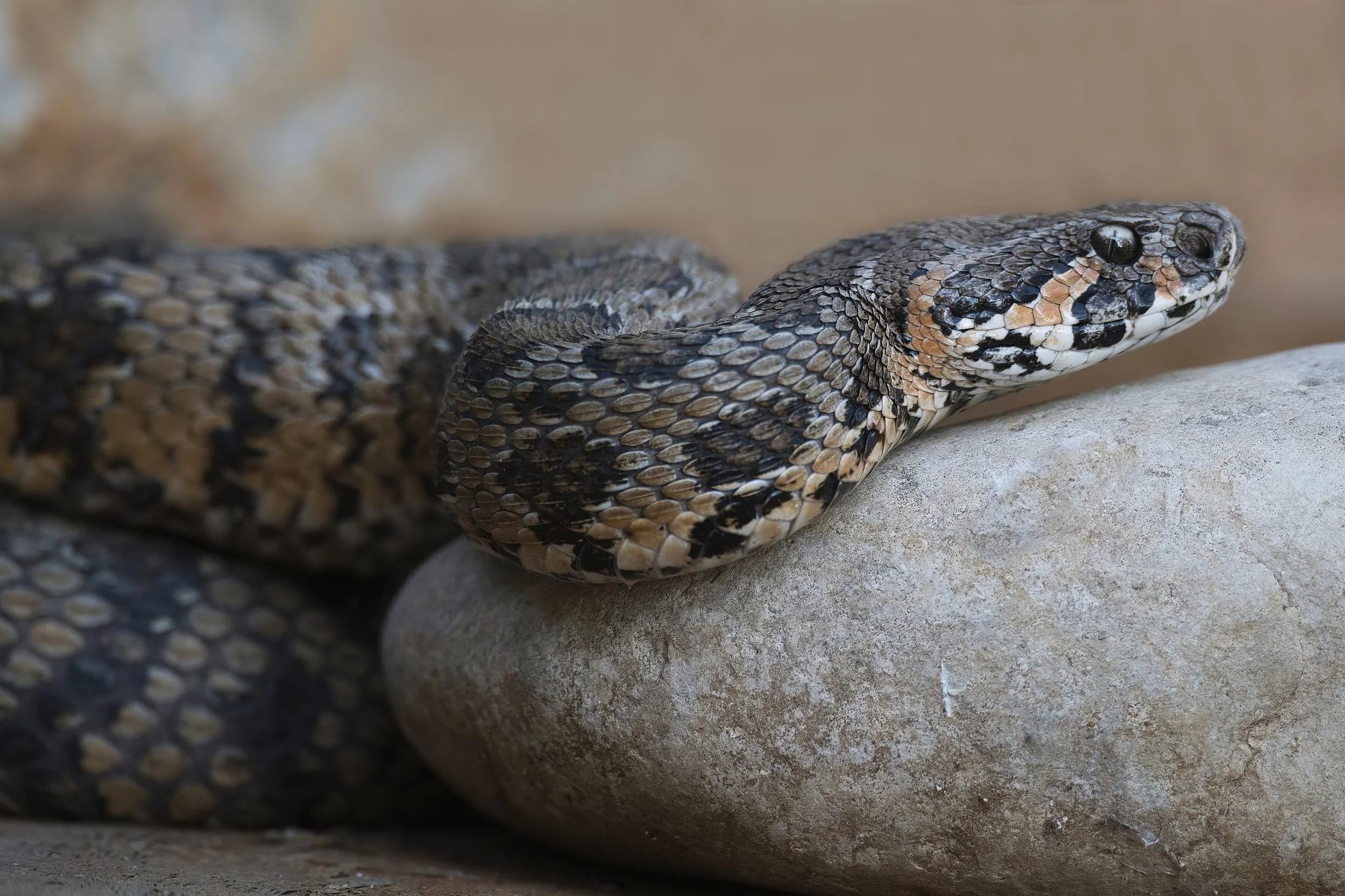 Palestine Viper (Daboia palaestinae)