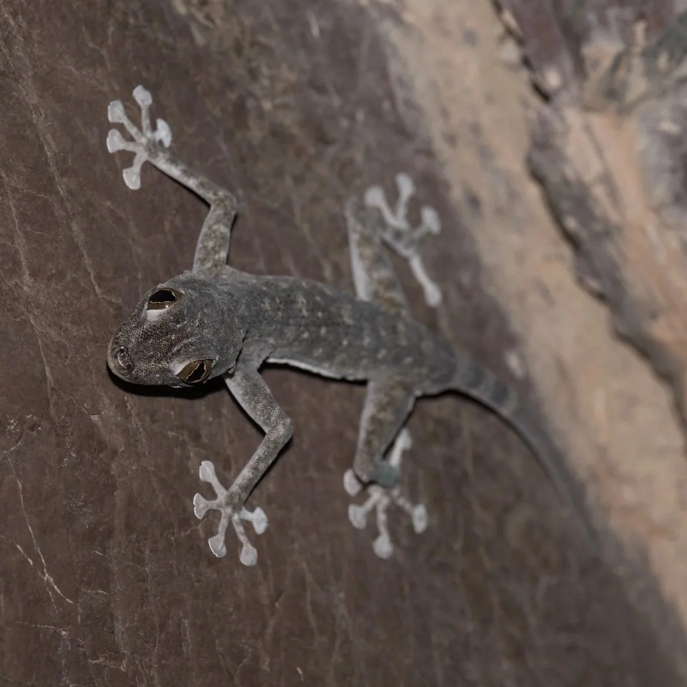 Geckos in Hajar Mountains