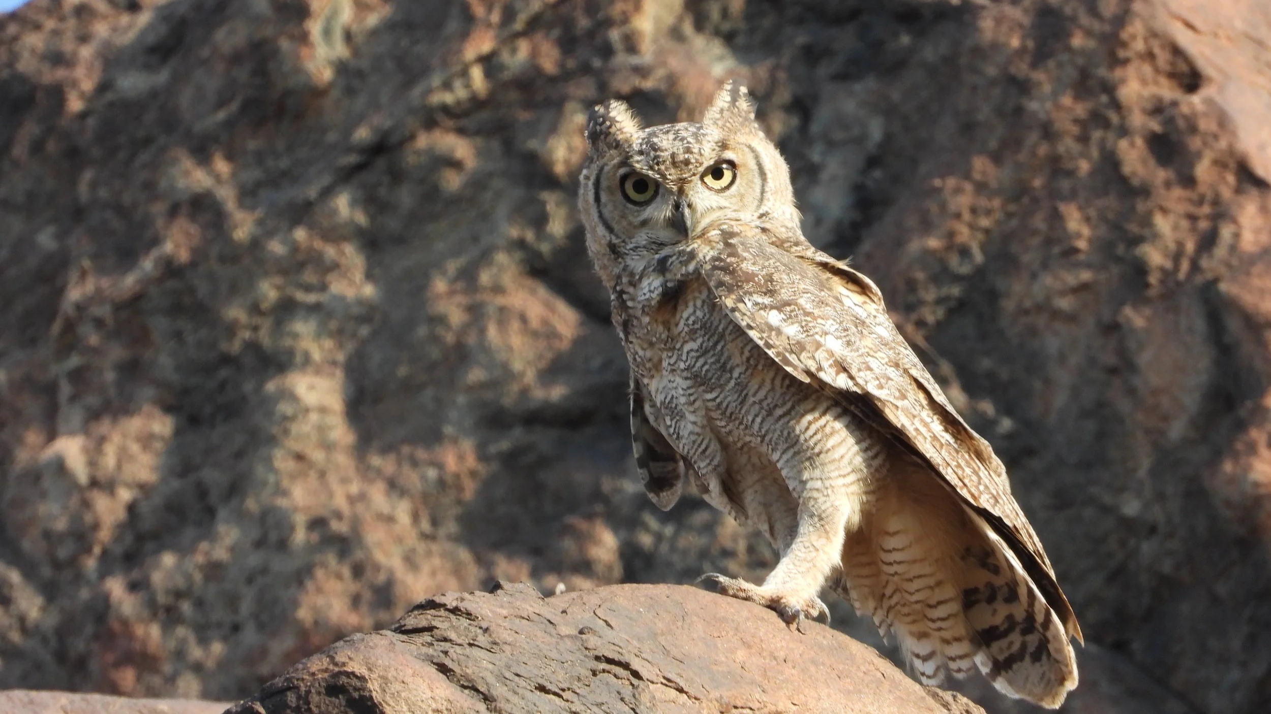 Arabian Eagle-owl (Bubo milesi)