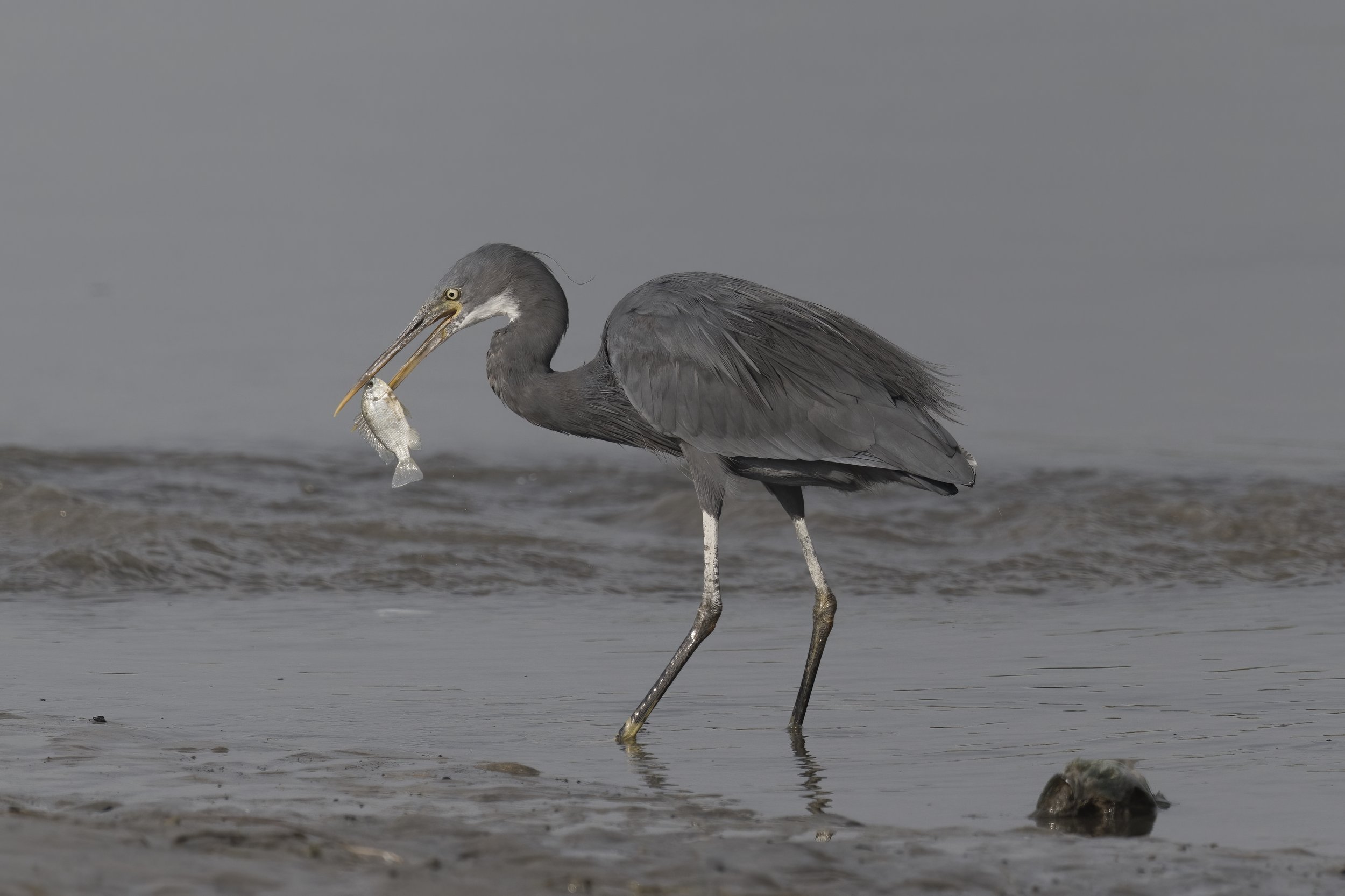 Birds of UAE United Arab Emirates