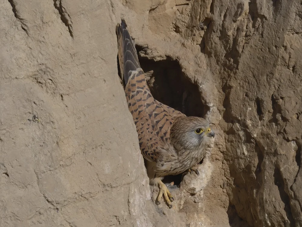 Female Kestrel