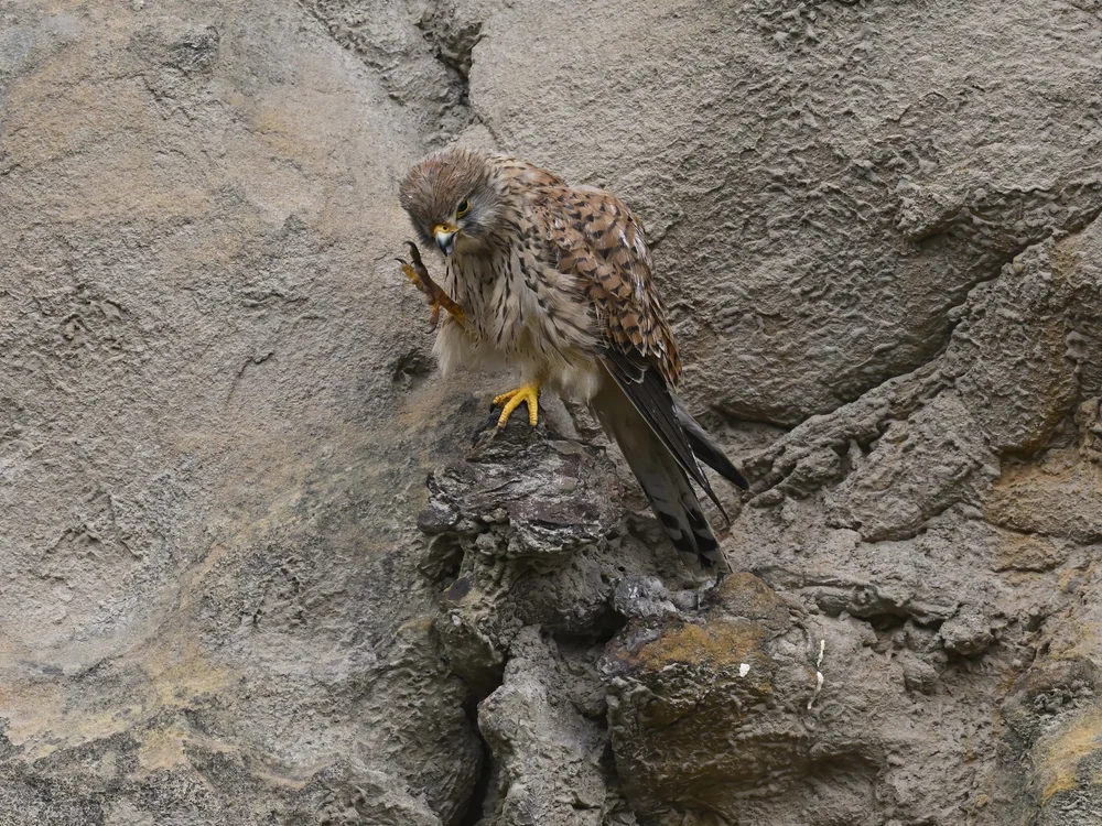 Eurasian Kestrel — best of the story