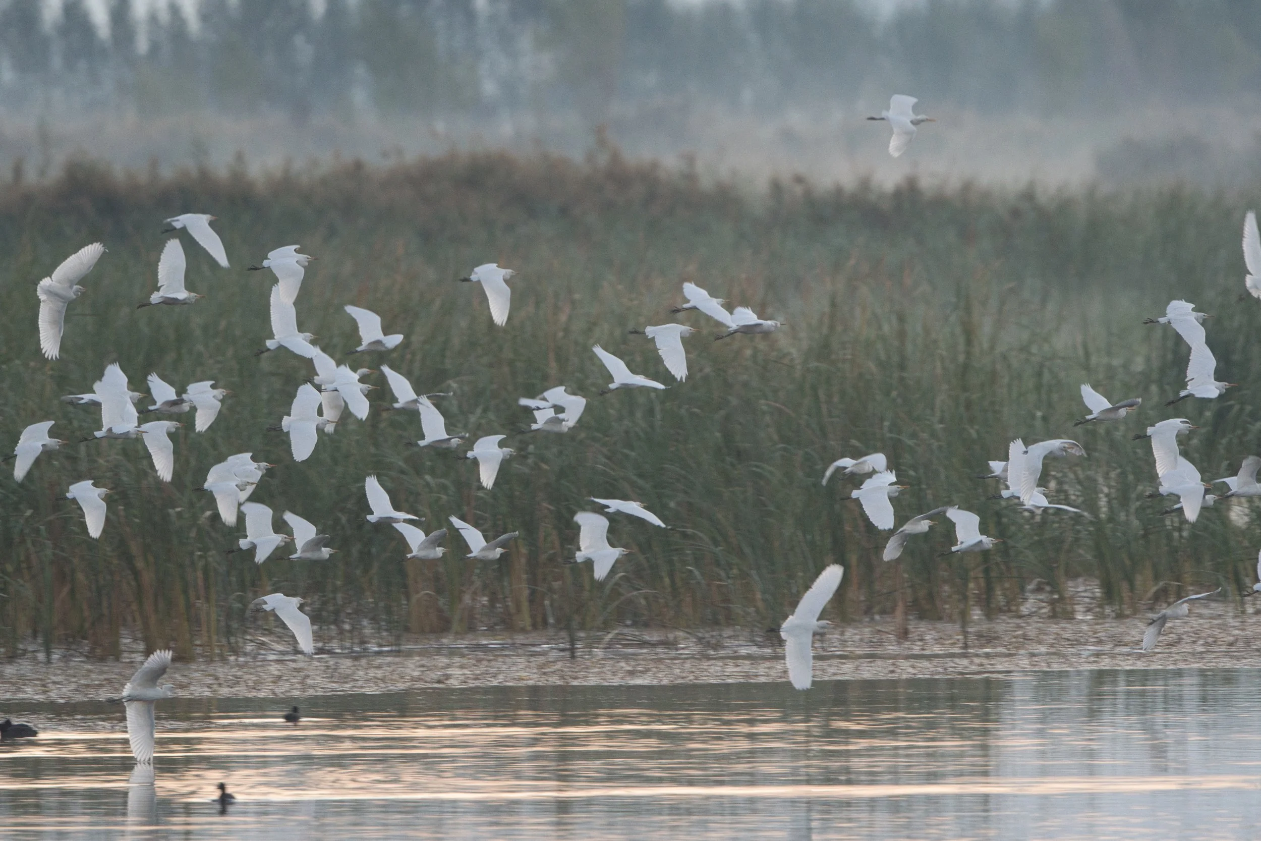 Western Cattle Egret (Bubulcus ibis)