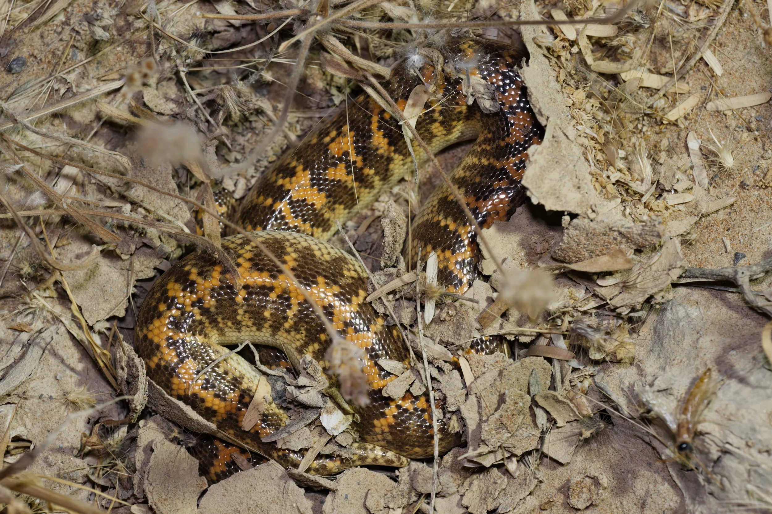 Arabian Sand Boa (Eryx jayakari)