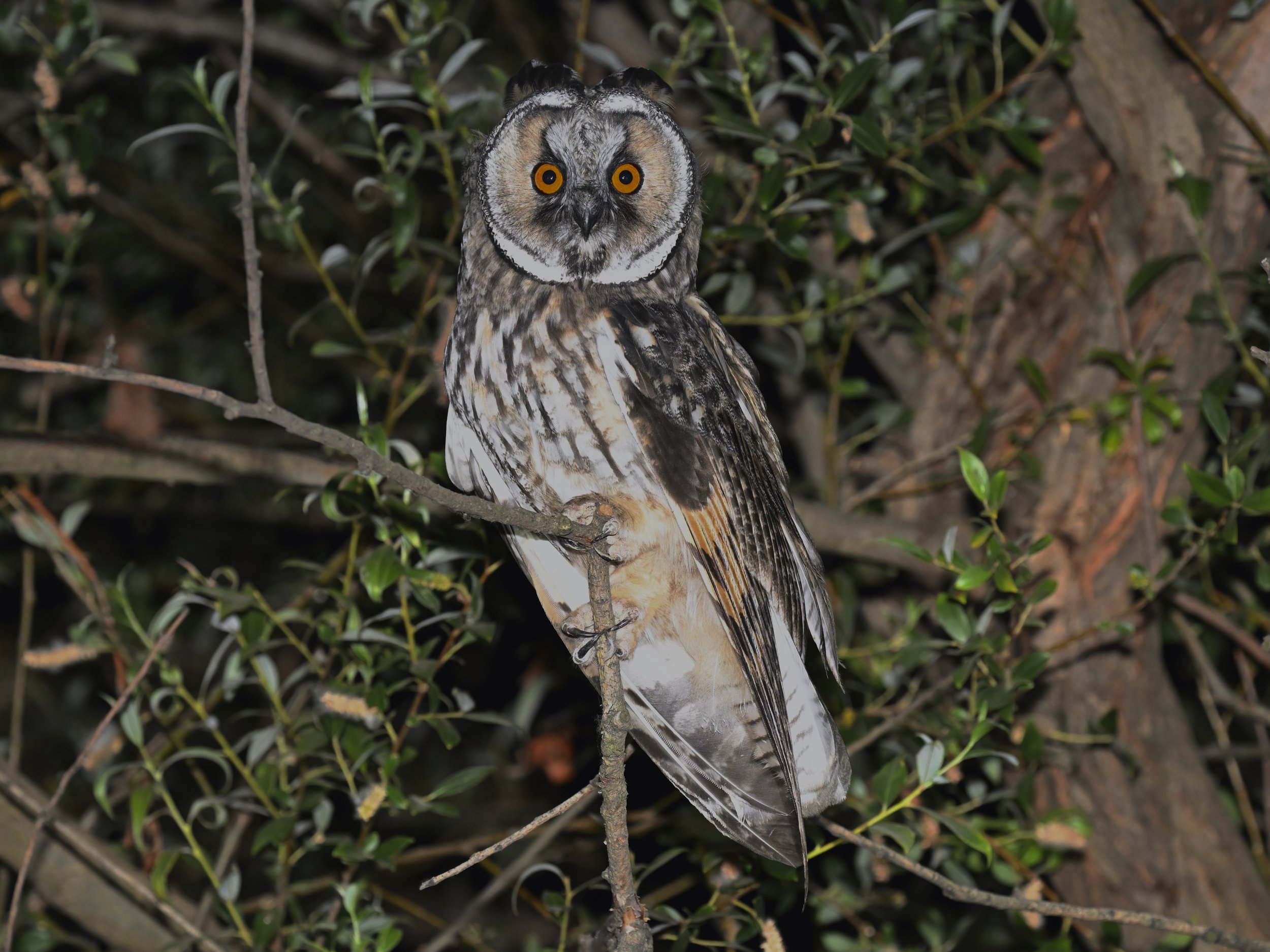 Owls Lebanon