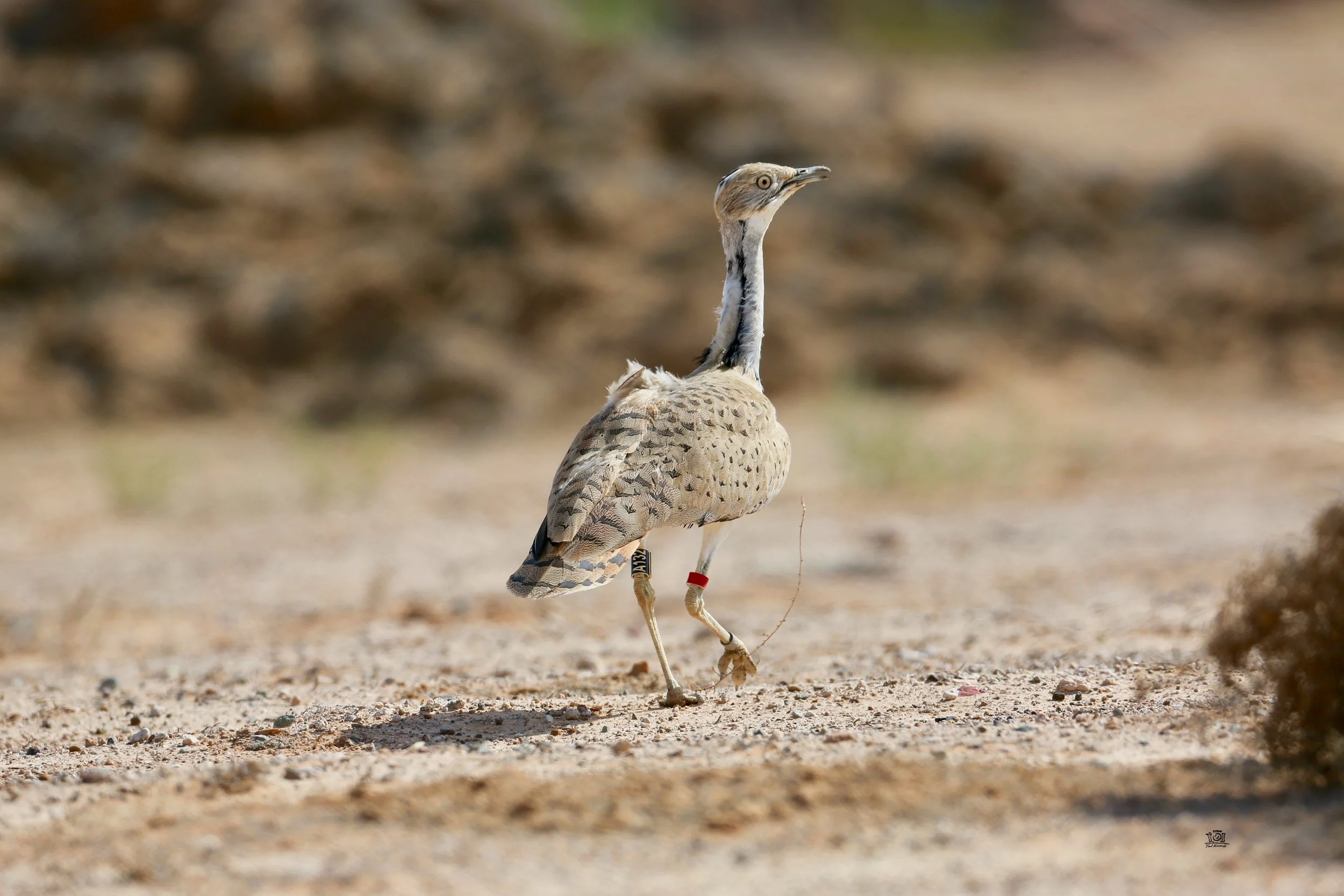 Photo Credit: Paul Kinnock - Semi-wild Houbara