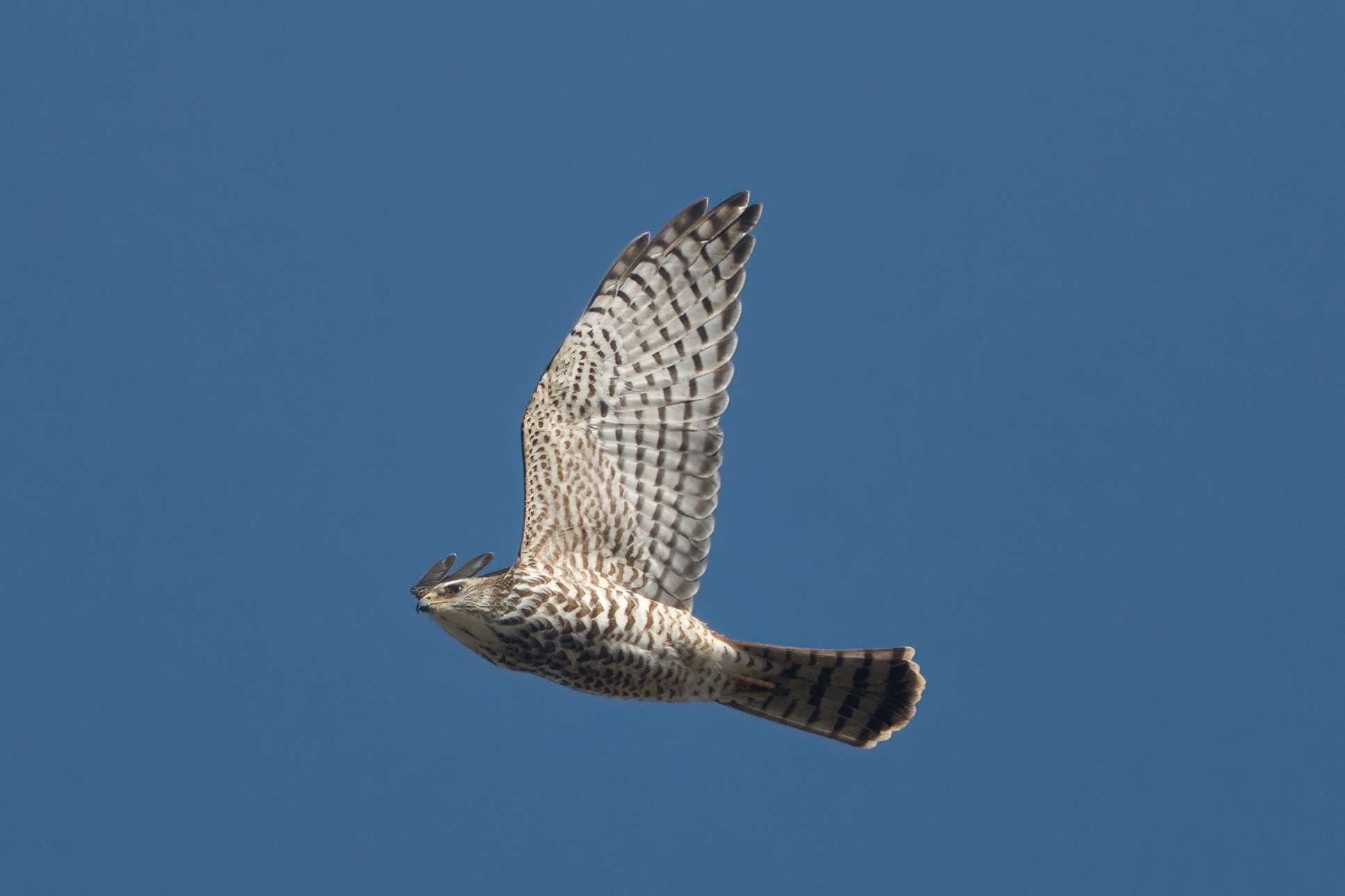 الباشق الأوراسي