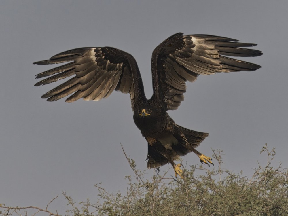 Greater Spotted Eagle in flight, UAE