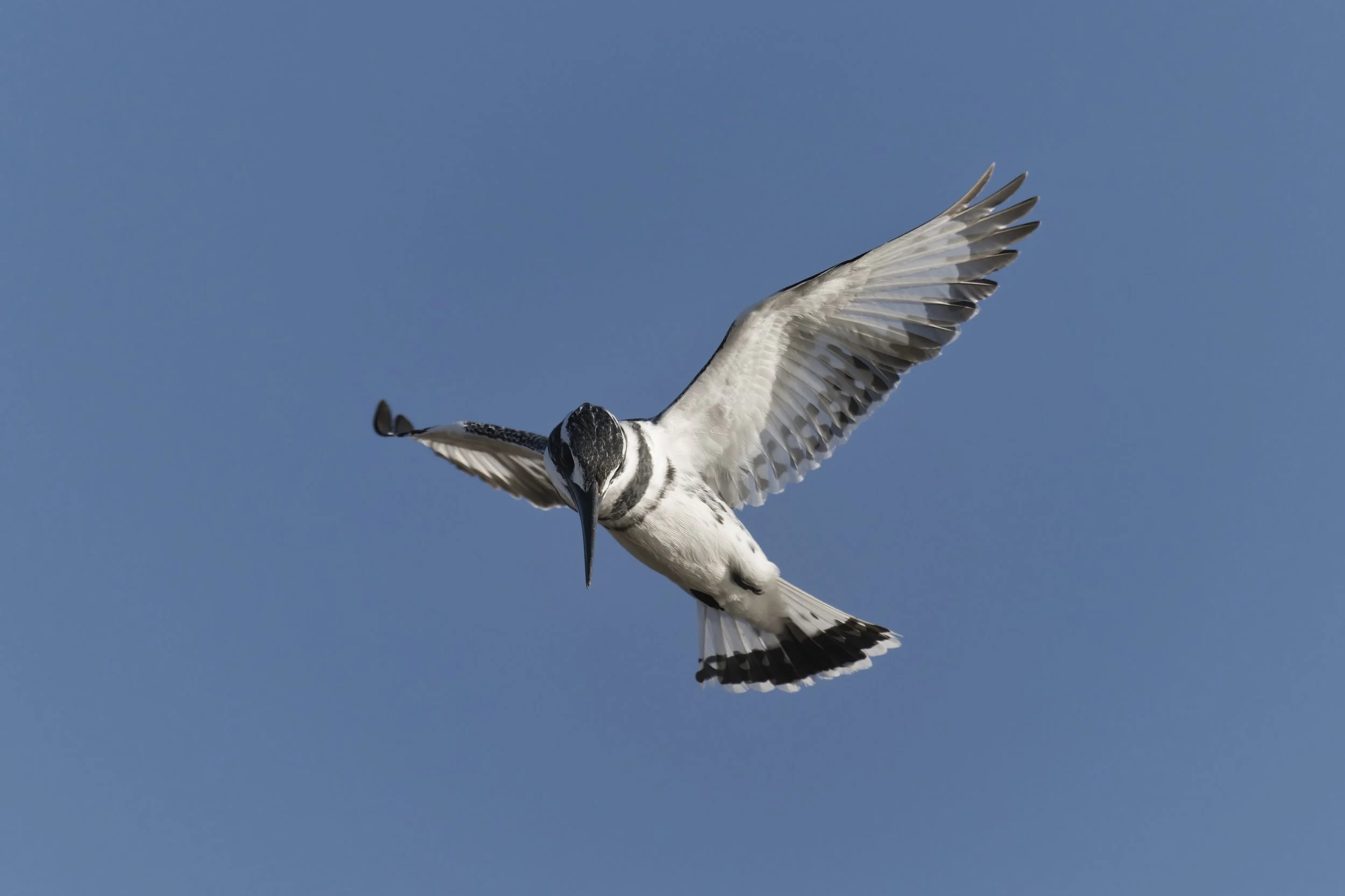 Birds watching Guide UAE