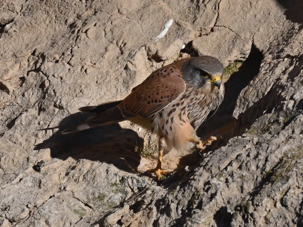 Eurasian Kestrel — Eurasian Kestrel Closeups