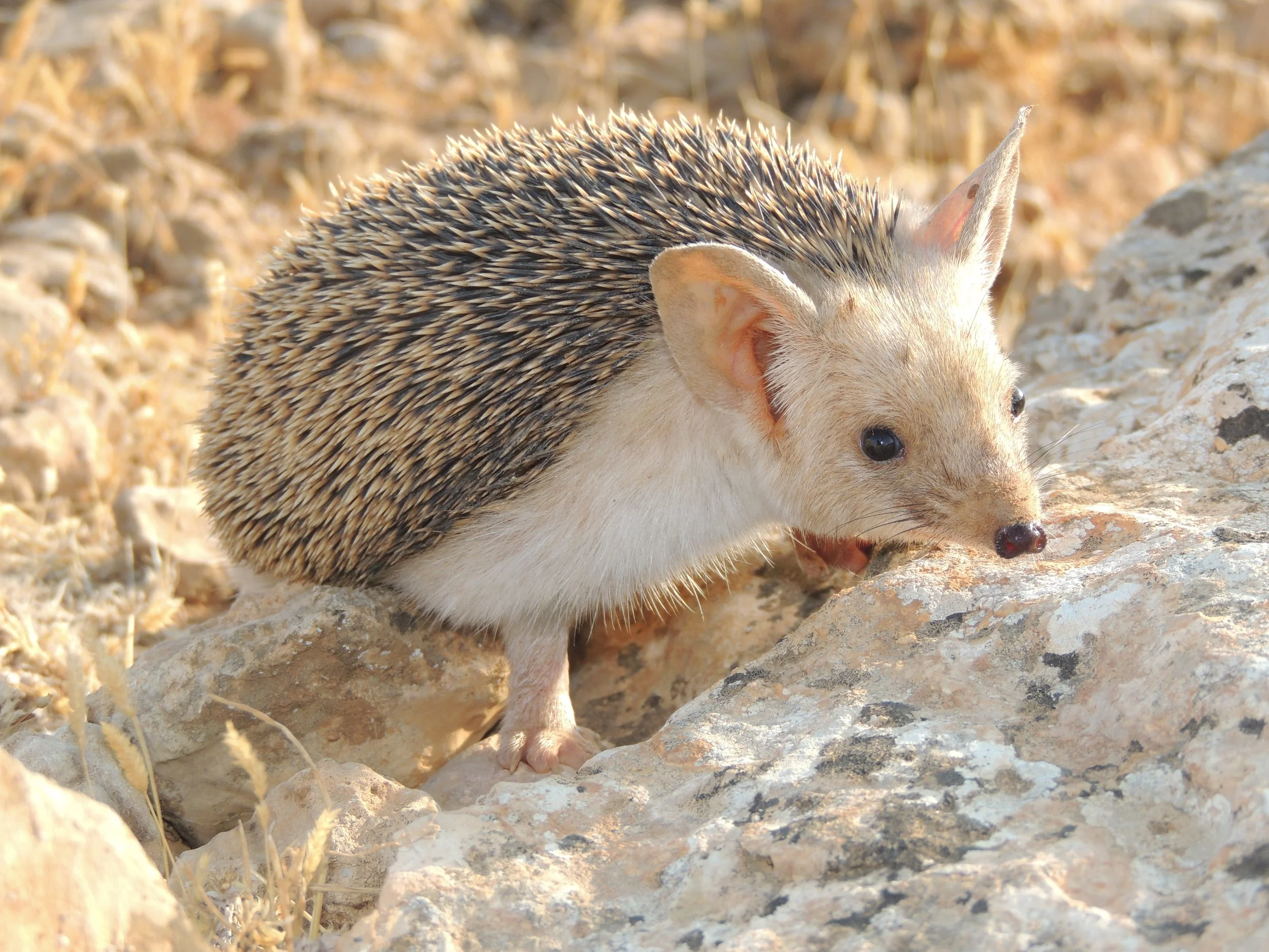 Photo Credit: Rami Khashab