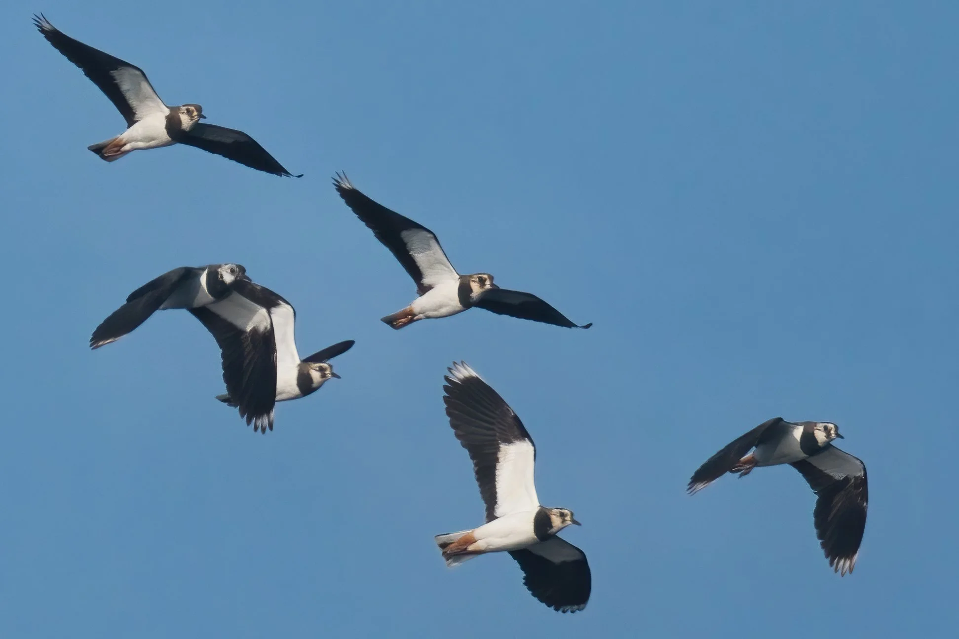 Northern Lapwings in flight, Lebanon