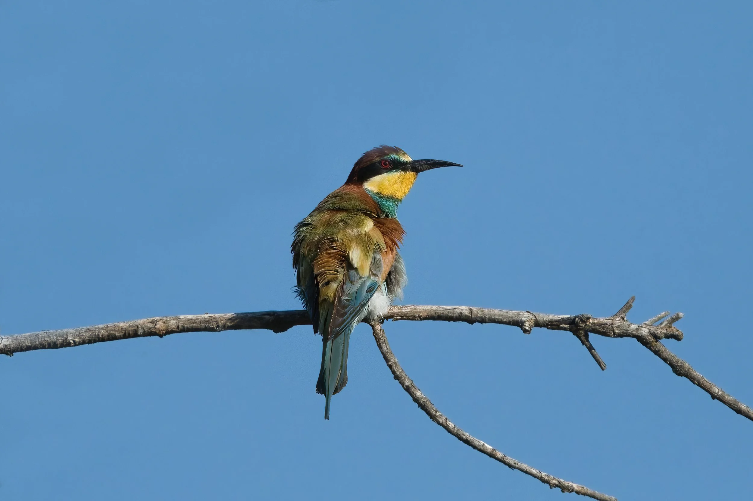 European Bee-eater \ Merops apiaster