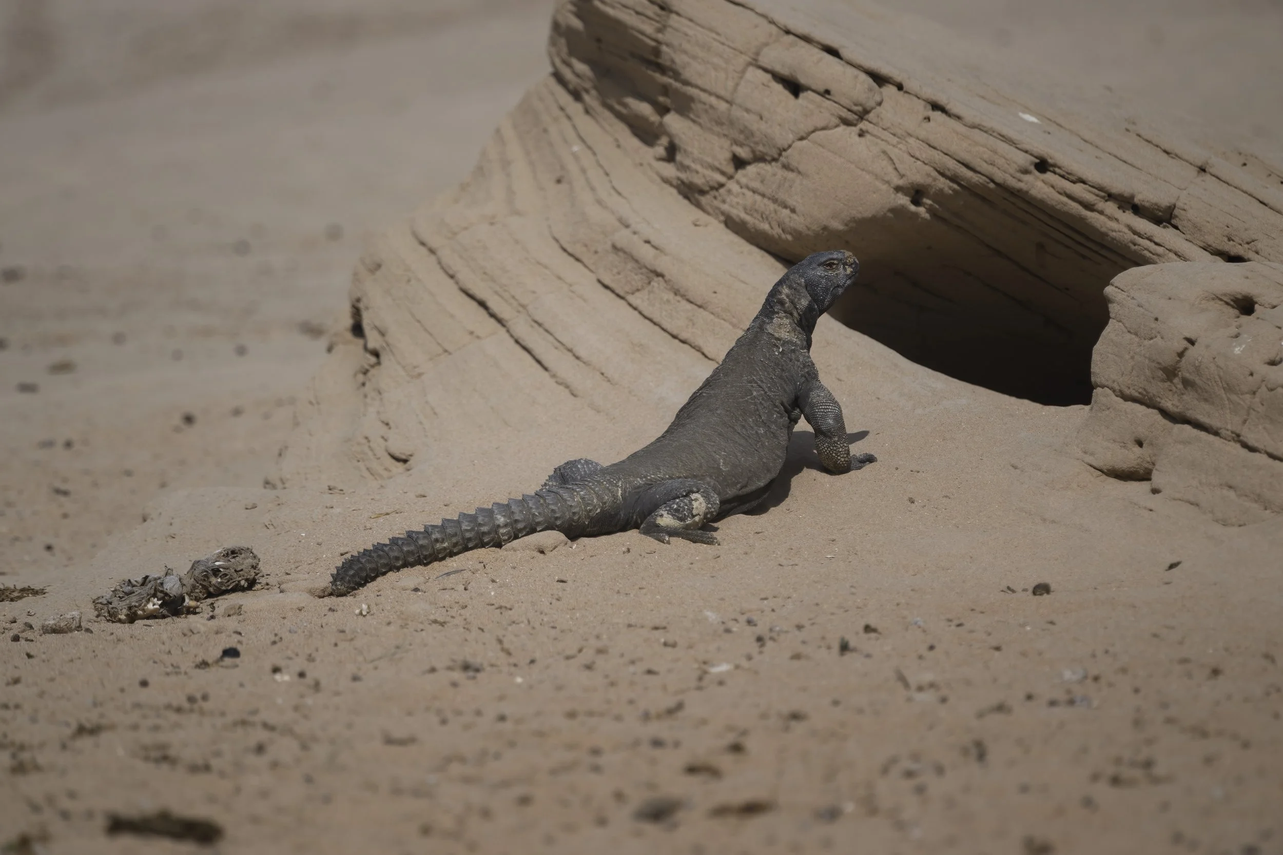 Herping Trips UAE