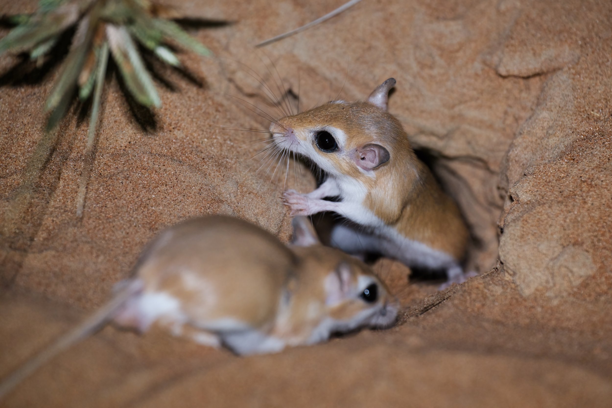 A small desert rodent with large black eyes peeking out from a burrow in the sandy ground, near a small plant.