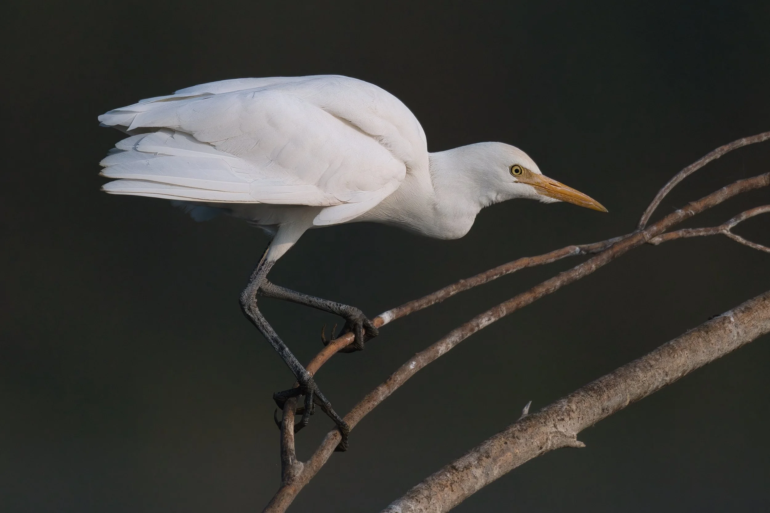 Western Cattle Egret (Bubulcus ibis)