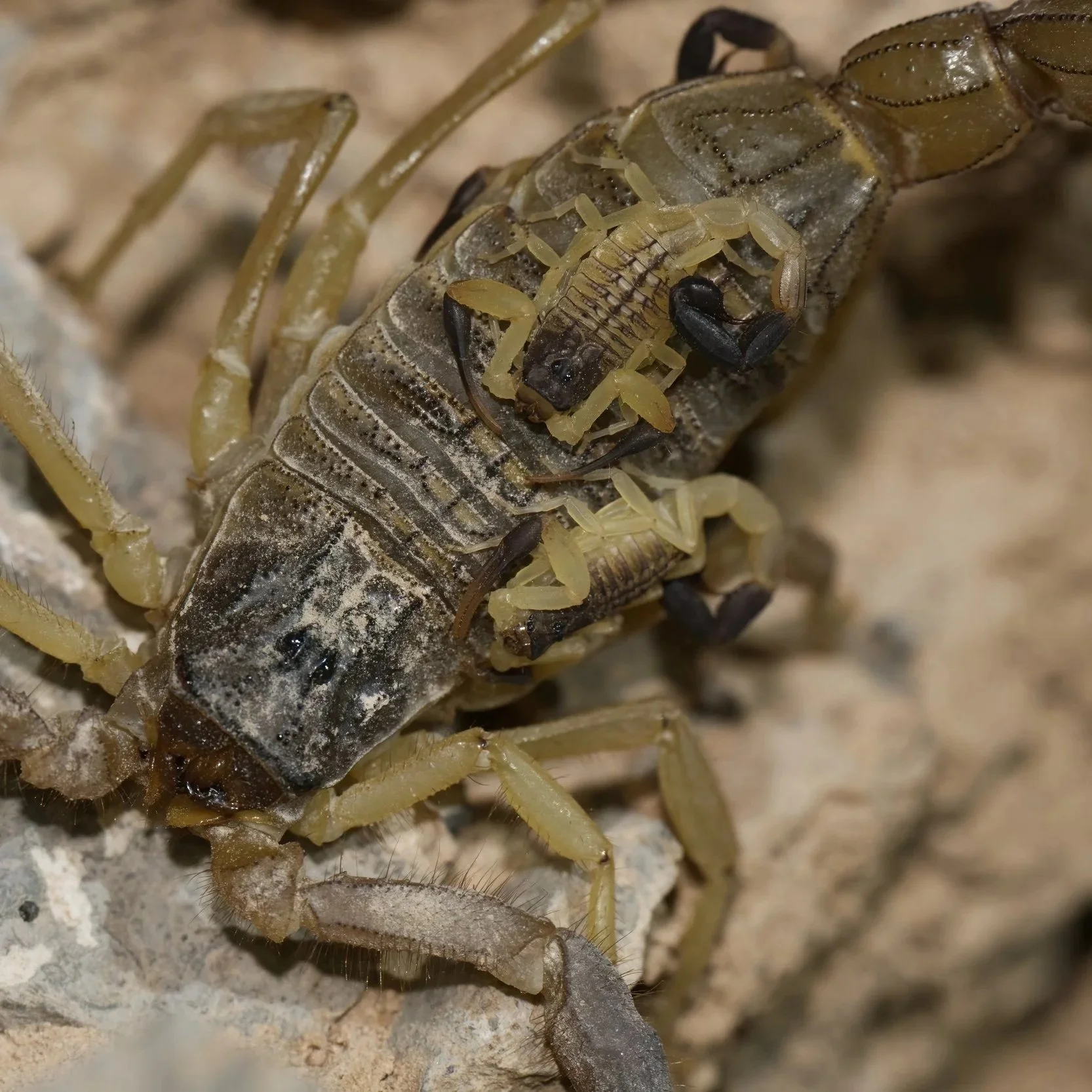 Invertebrates Photo Gallery