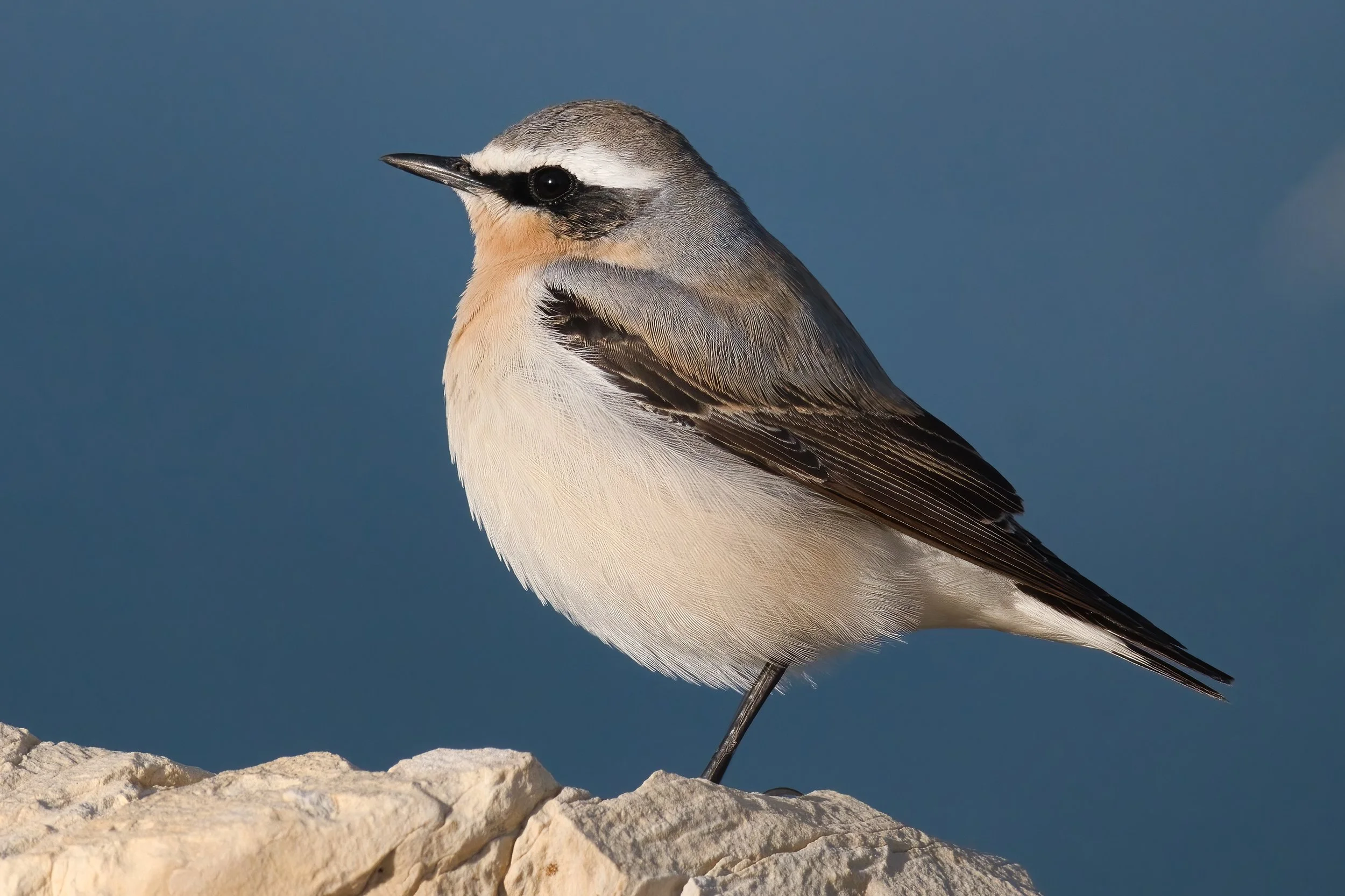 Northern Wheatear, Lebanon Batroun 16-Mar