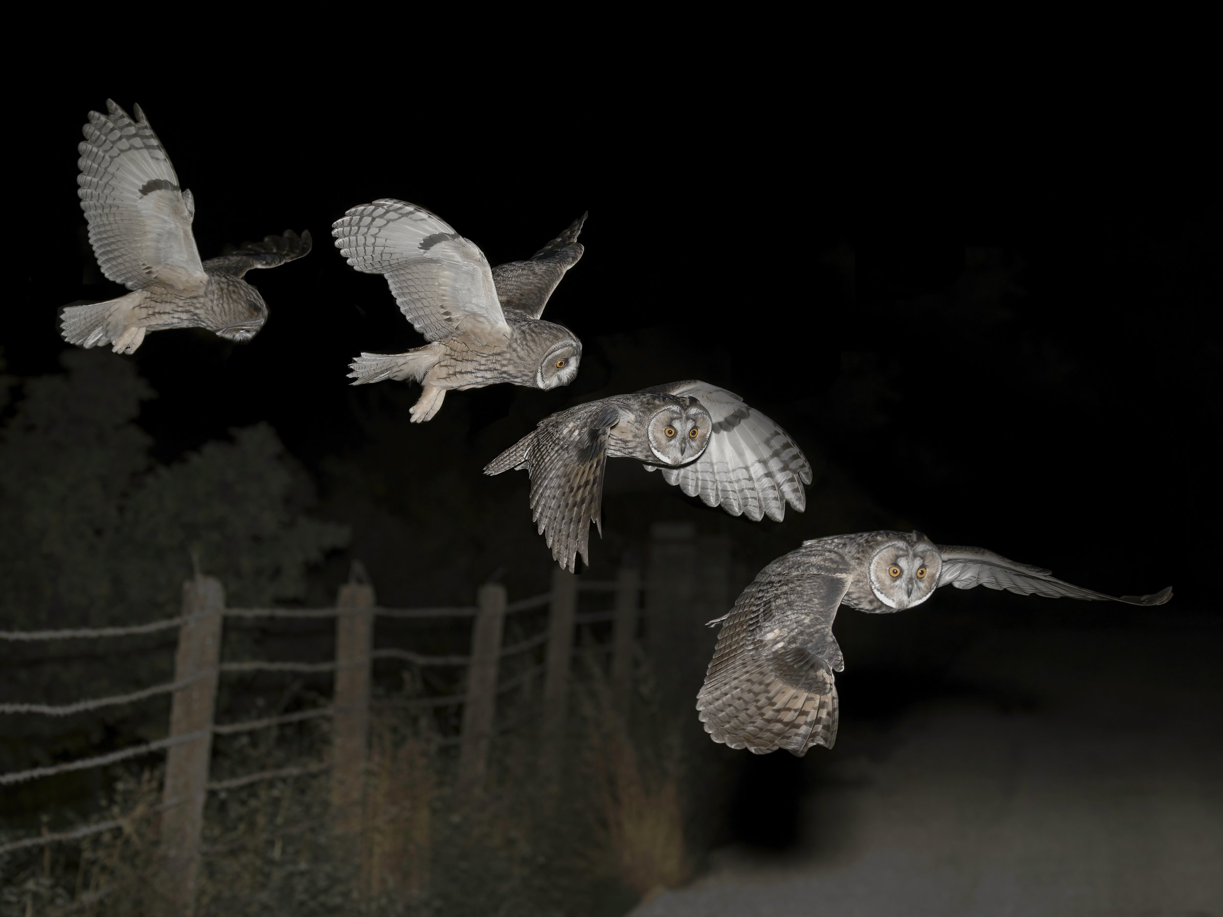 Owls Lebanon