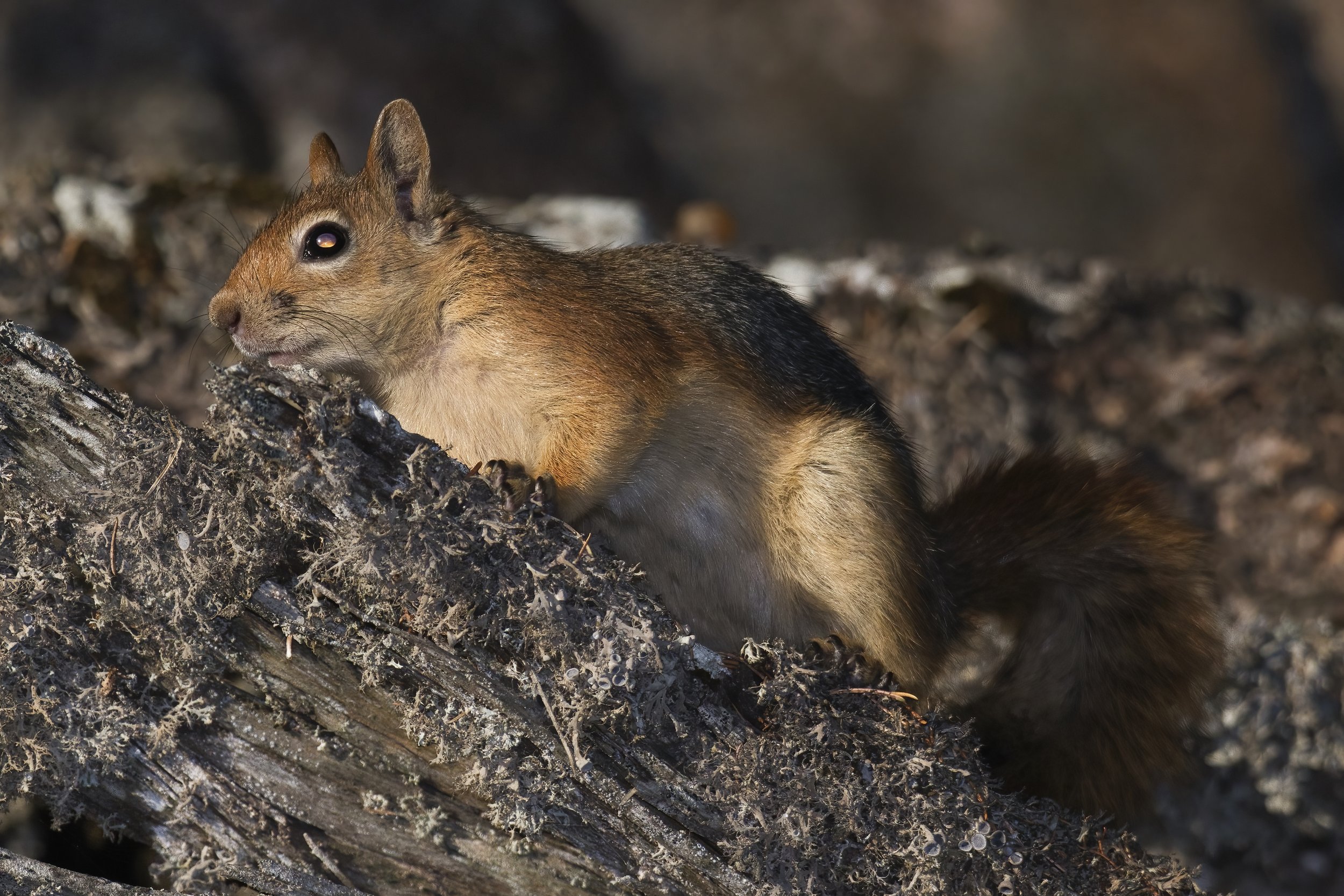 Mammals Lebanon