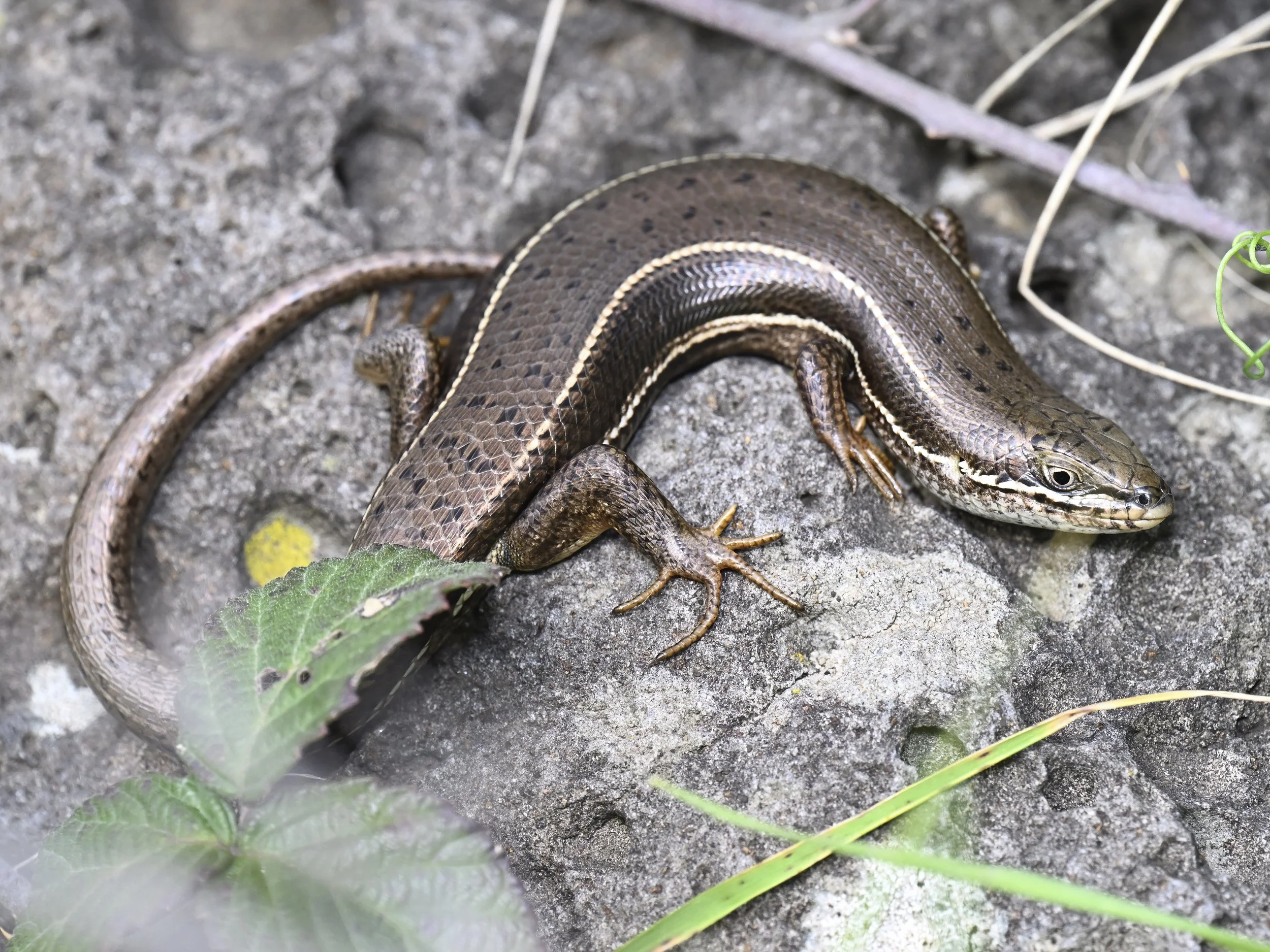 Bridled Skink \ Heremites vittatus