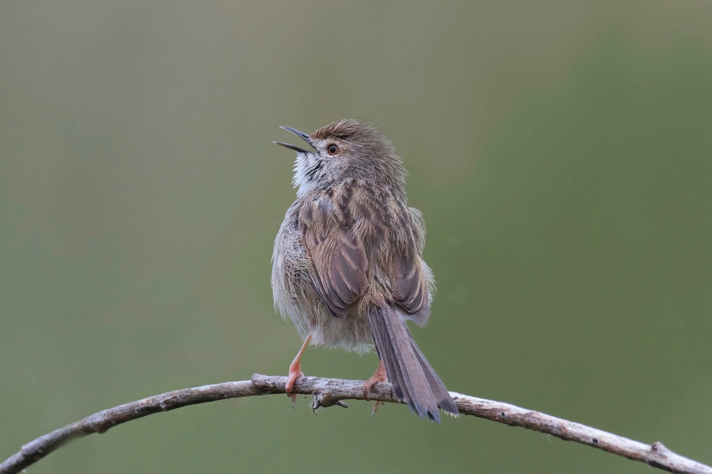 Gracefull Prinia, Lebanon Jbeil 12-Feb
