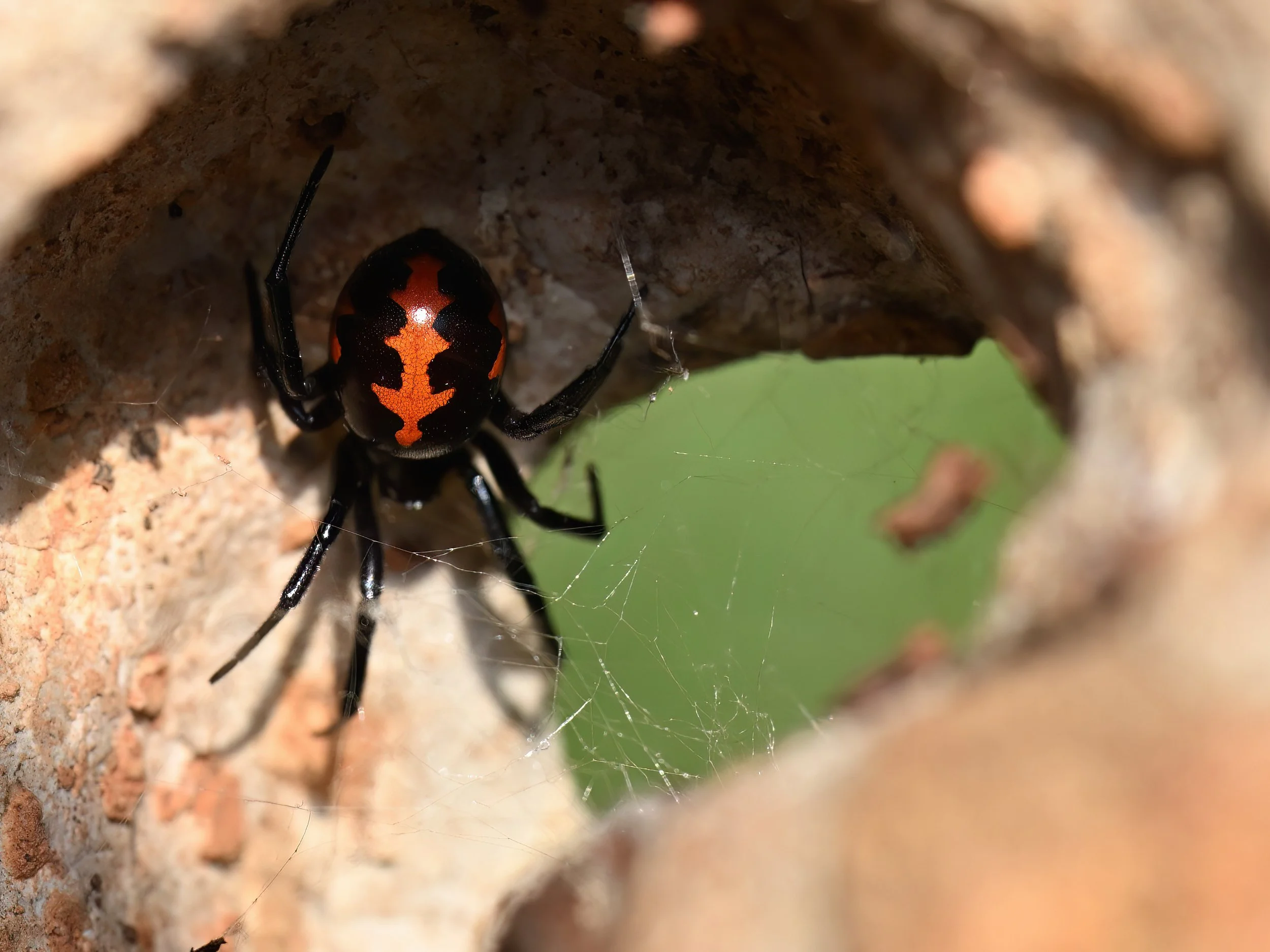 Mediterranean False Black Widow Z09_9796.jpeg