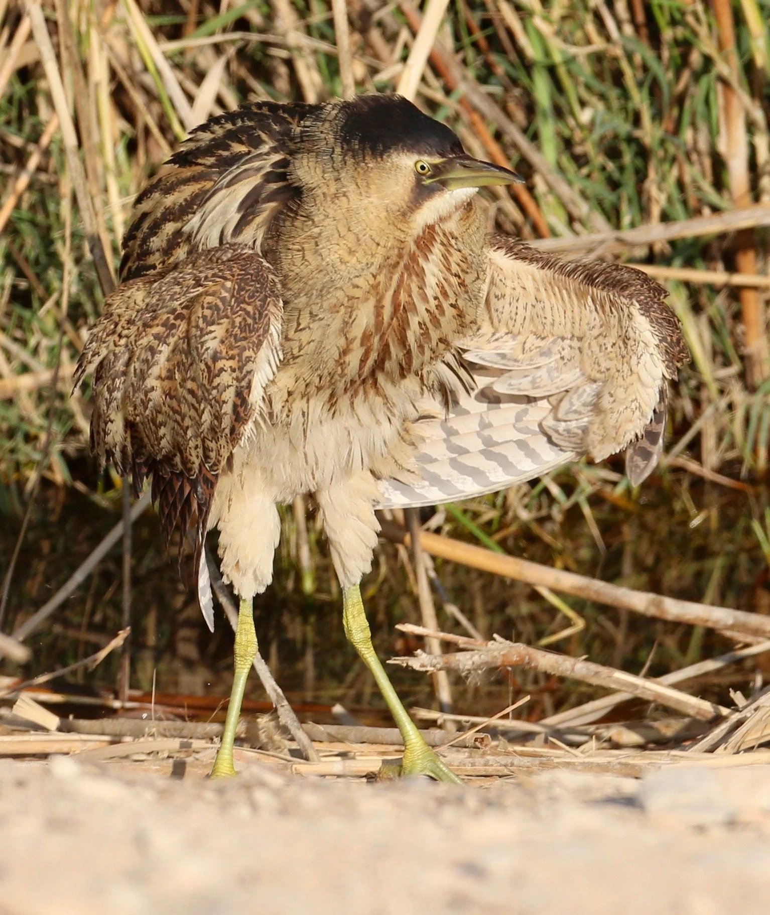 Photo Credit: Paul Kinnock